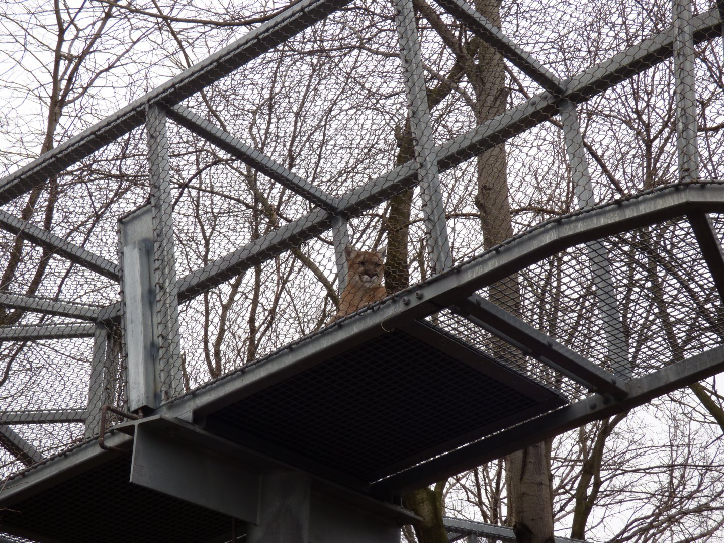 Cougar in Animal Trail (Looking at Gorilla) - January 2017
