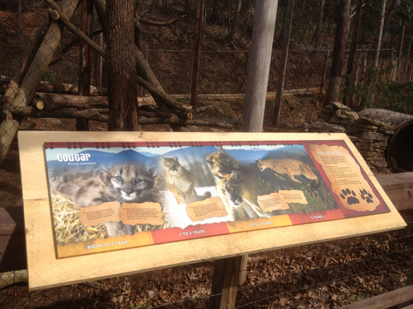 Cougar Interpretive Graphic