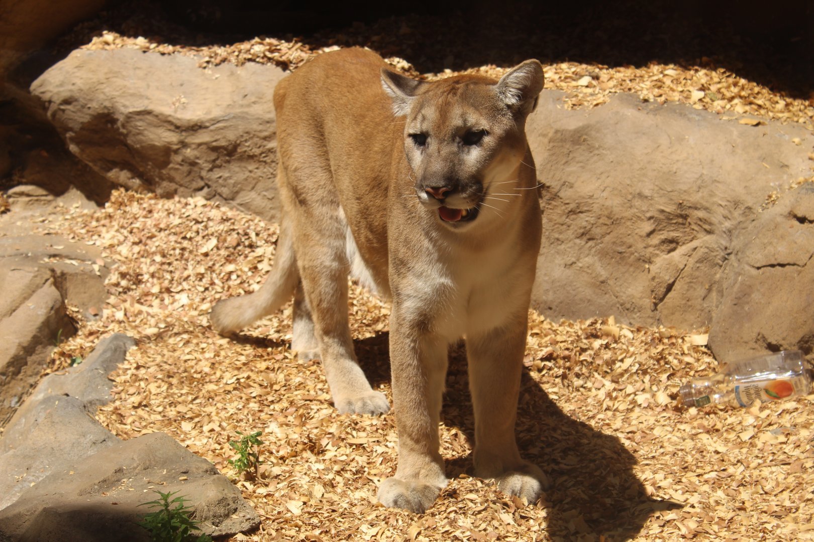 Cougar - Large Cat Building