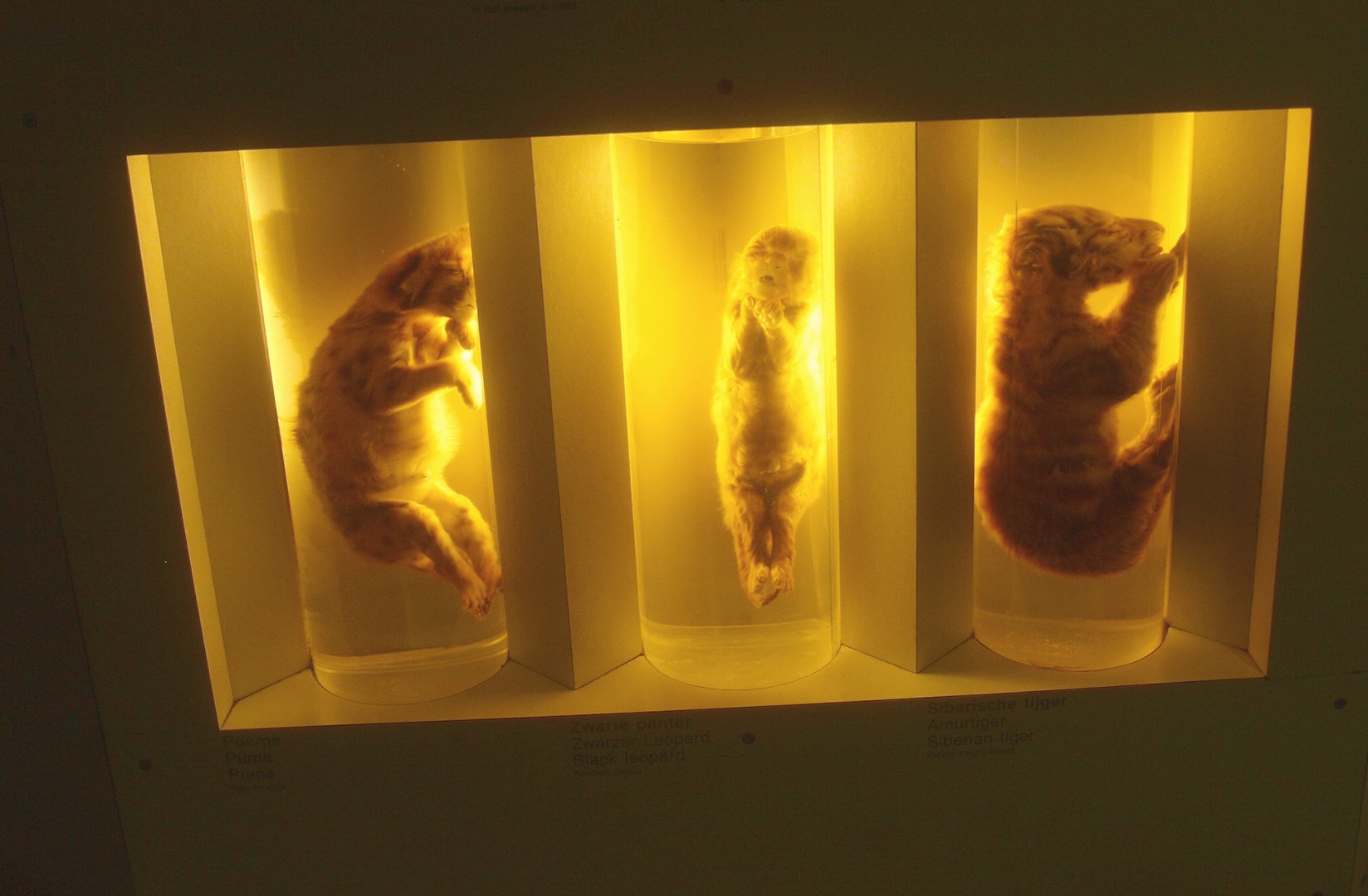 Cougar, leopard and Amur tiger cubs wet specimens, 2015-07-19