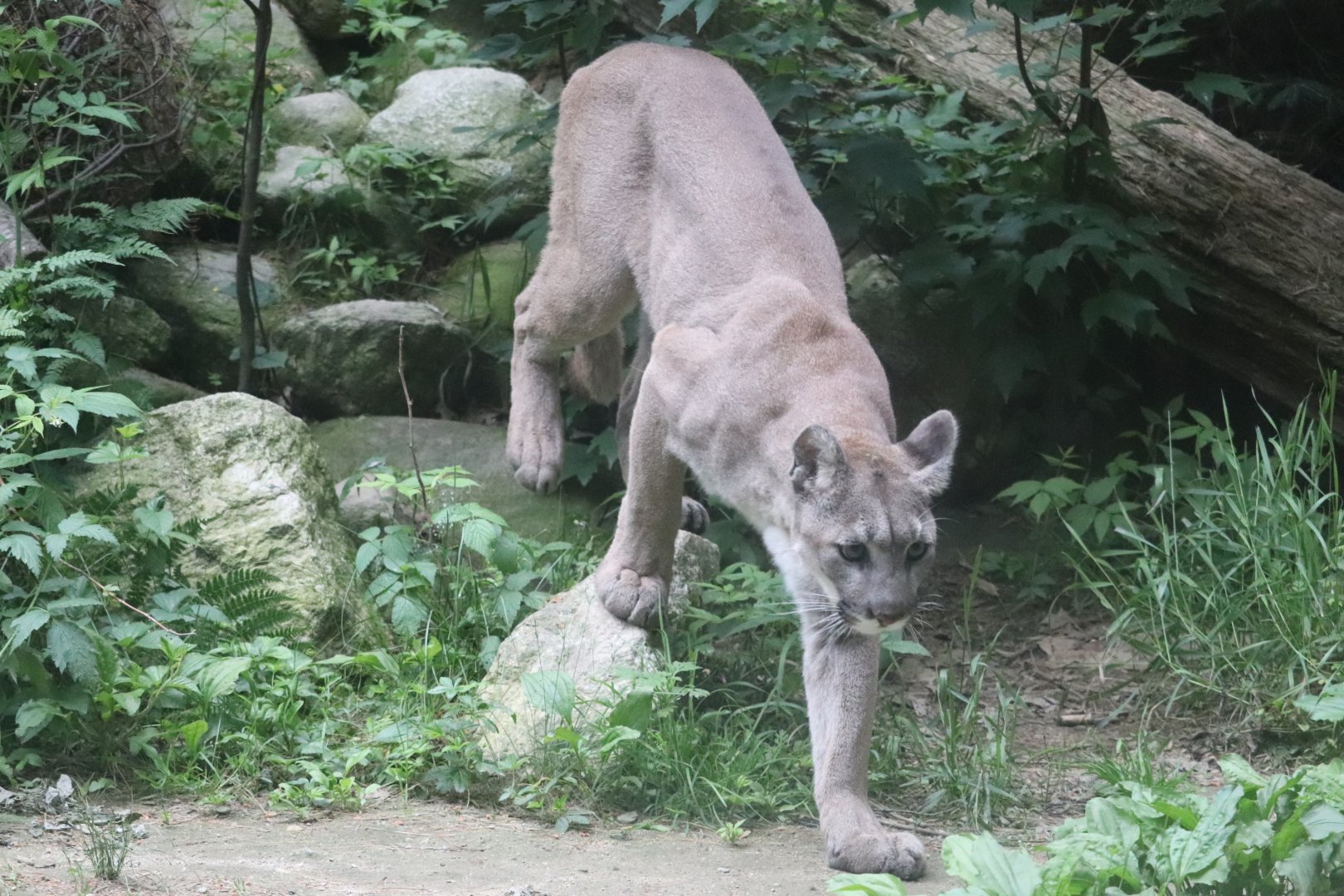 Cougar - Maine Wildlife Park