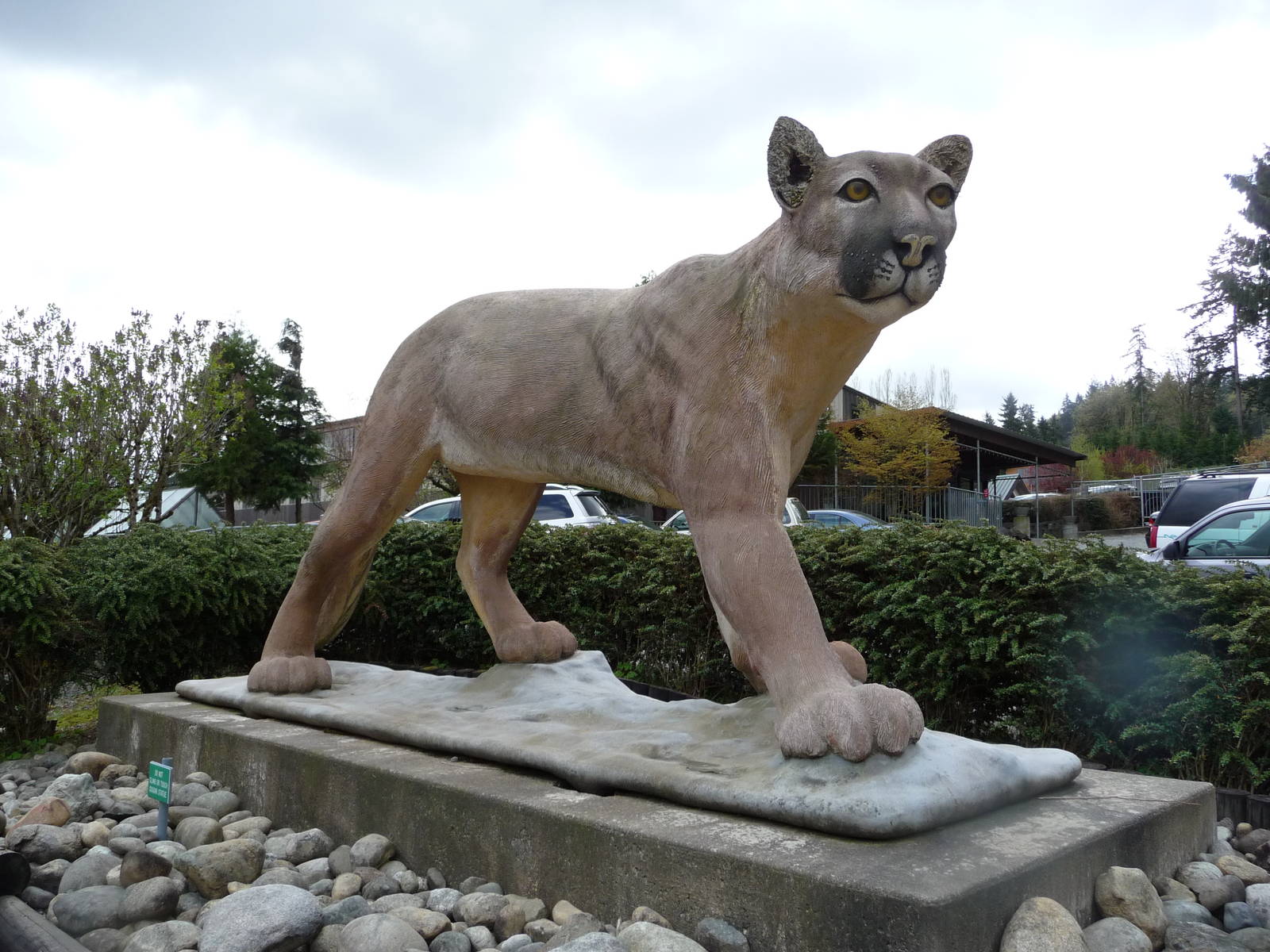 Cougar Mountain Academy