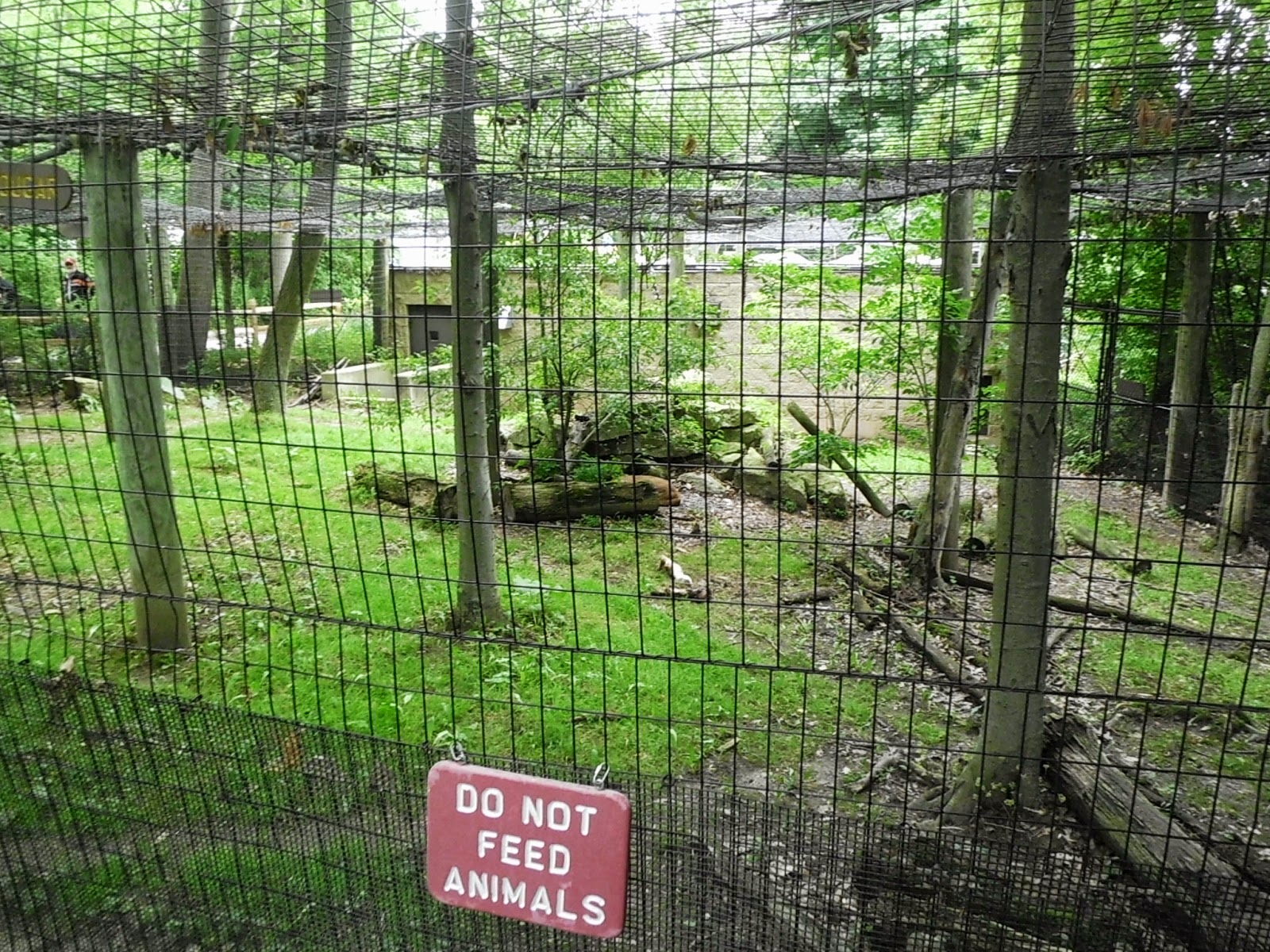 Cougar / Mountain Lion Exhibit