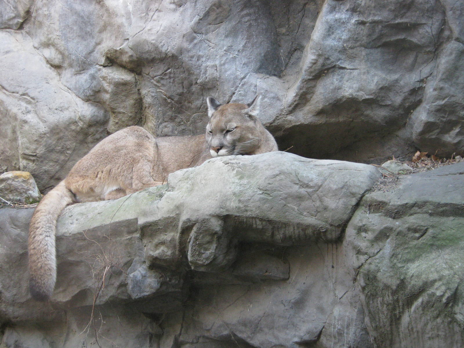 Cougar/Mountain Lion/Puma