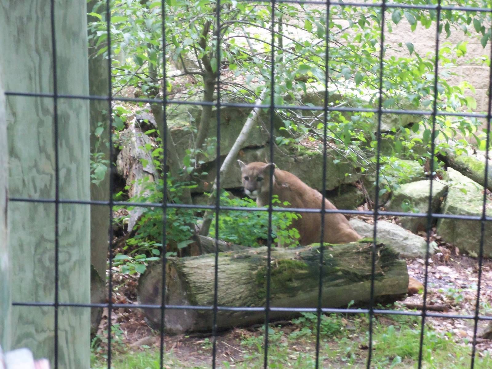 Cougar / Mountain Lion