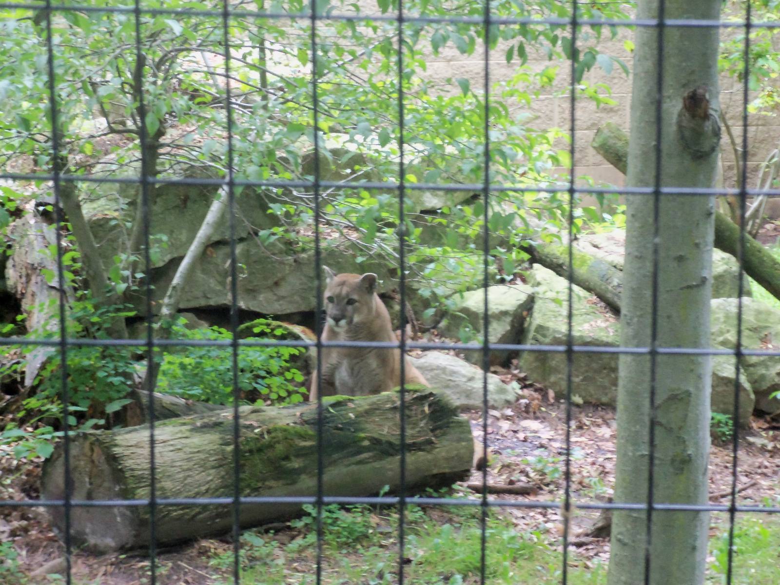 Cougar / Mountain Lion