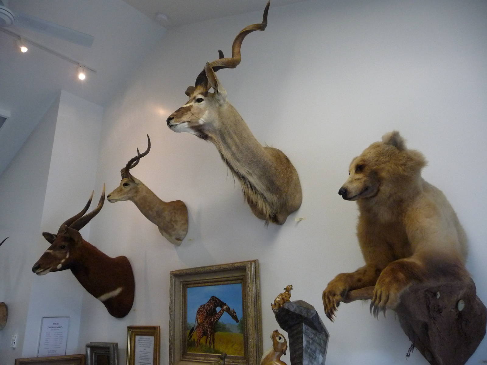 Cougar Mountain Museum