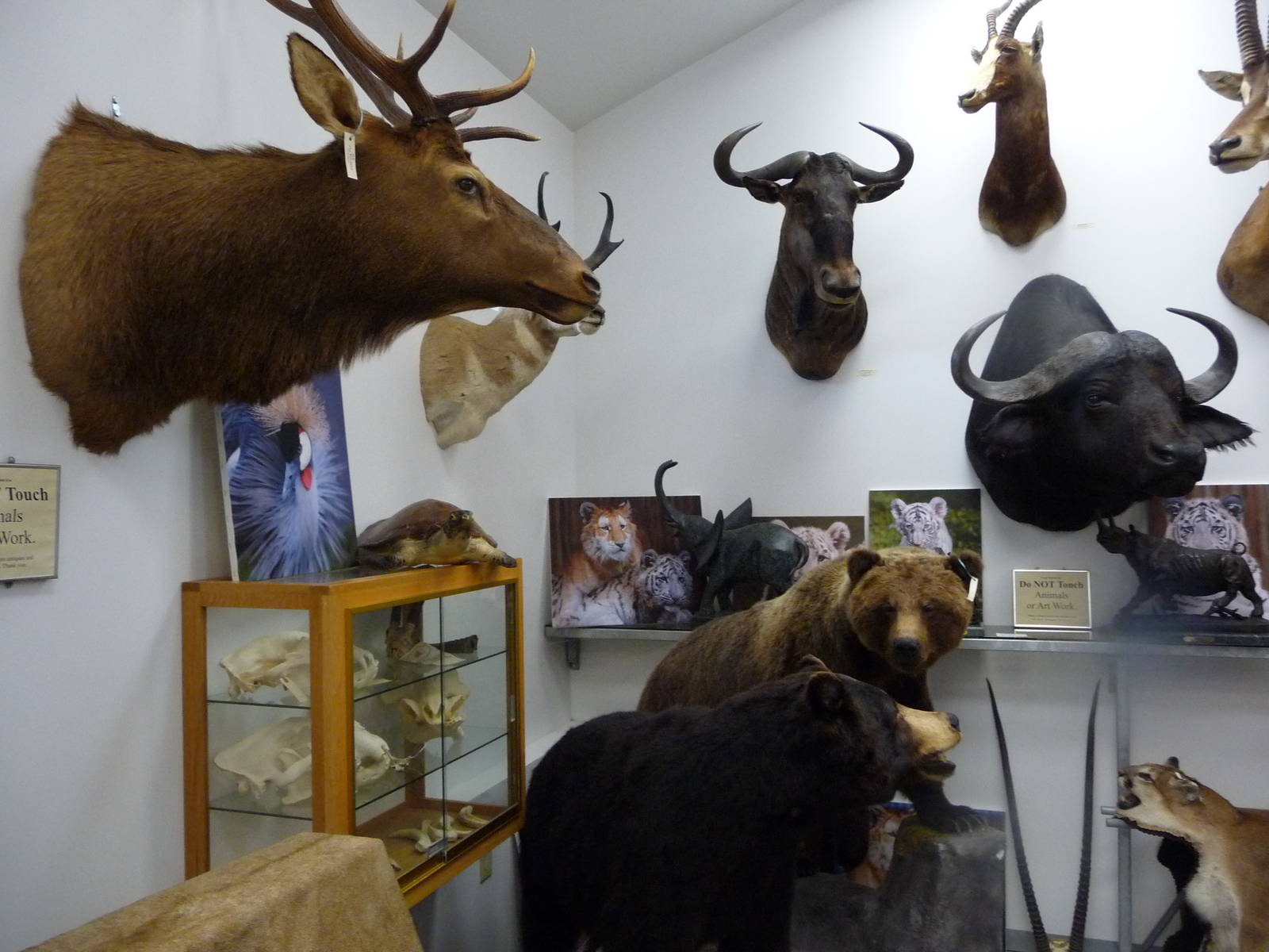 Cougar Mountain Museum