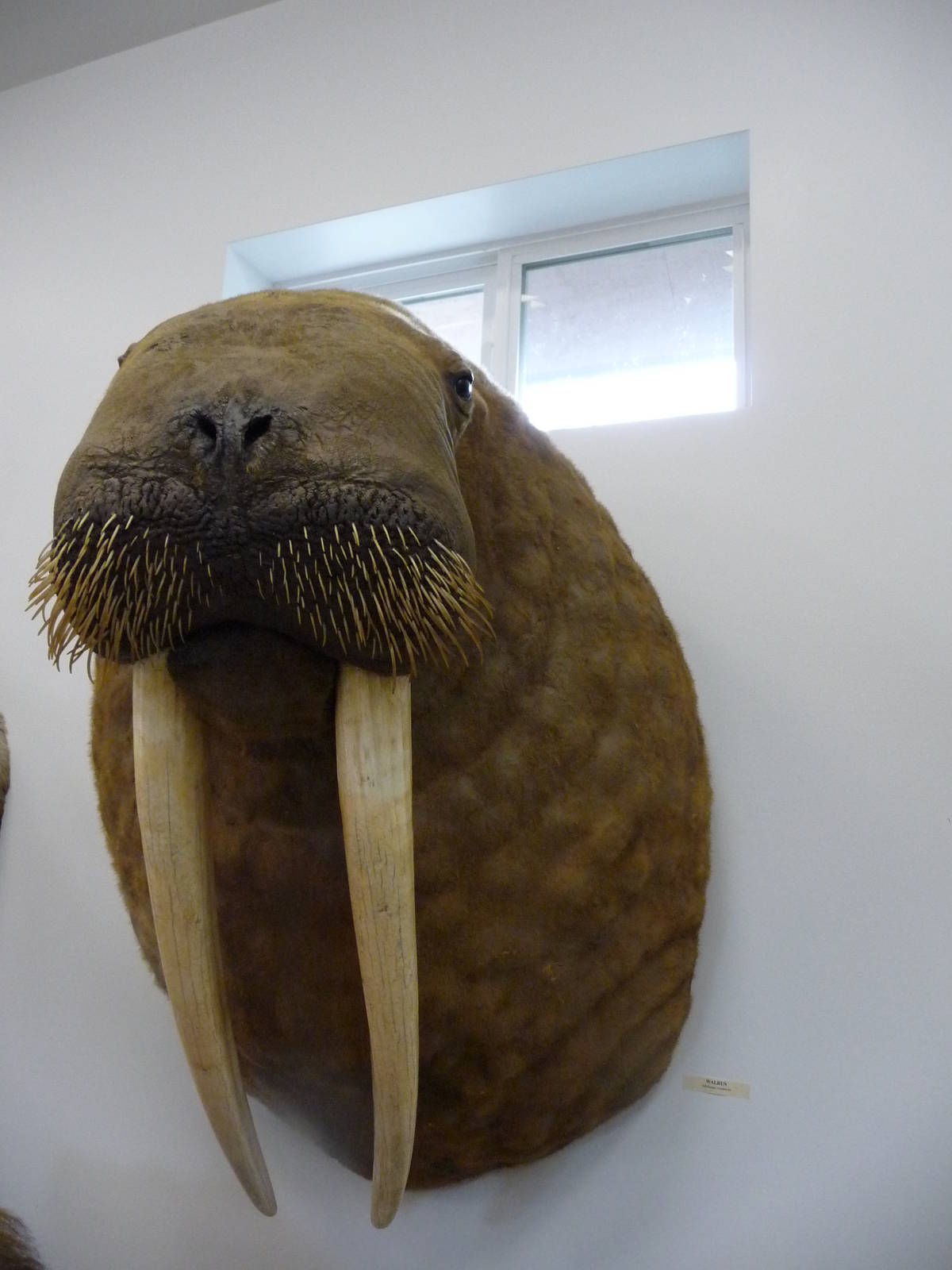 Cougar Mountain Museum