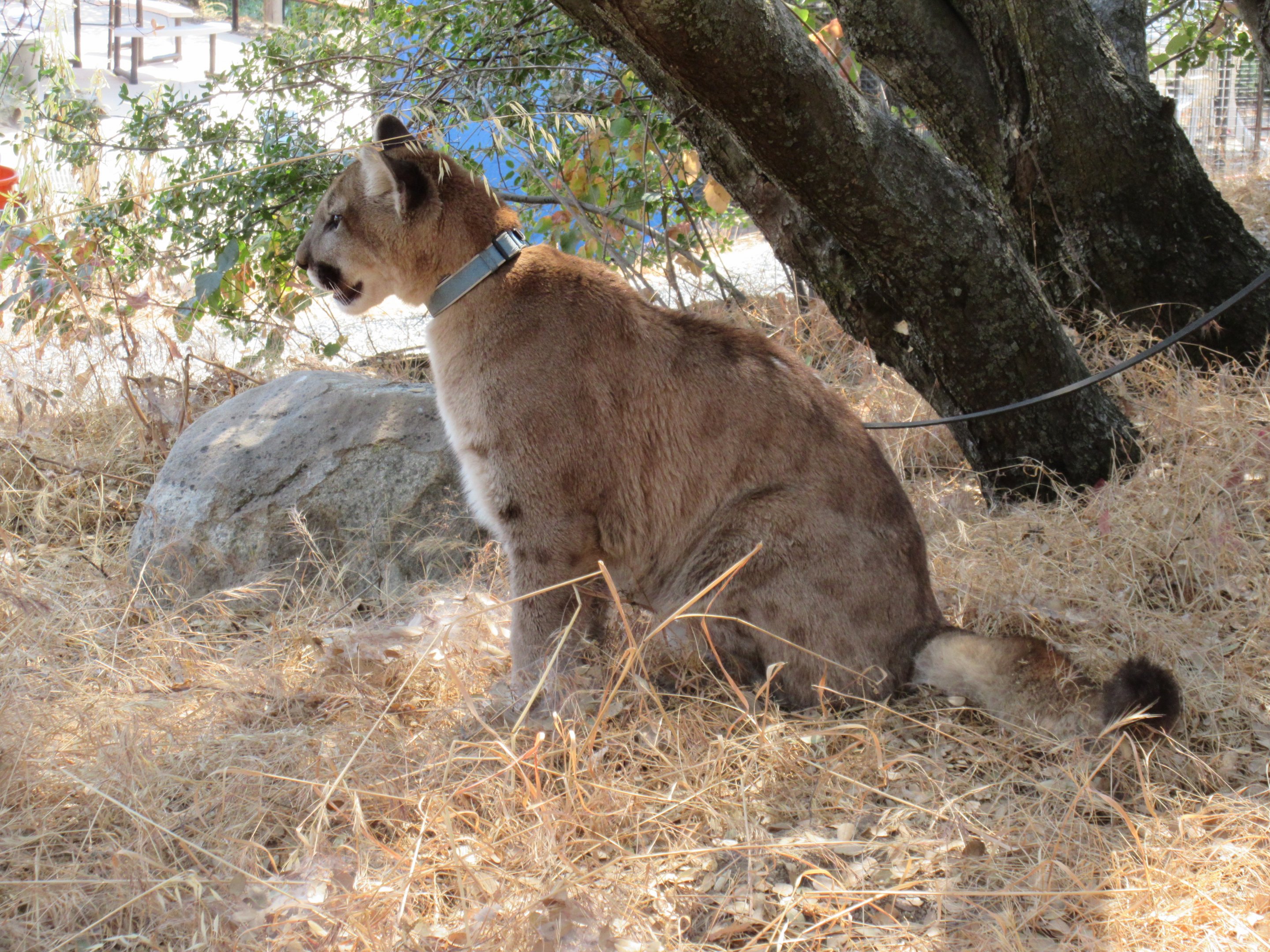 Cougar (outside exhibit and on a leash)