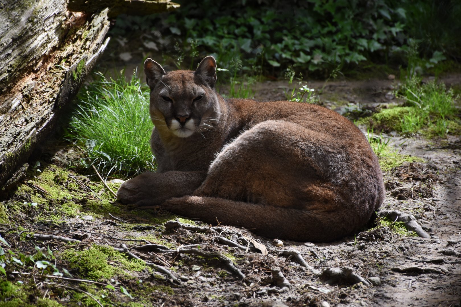 Cougar - Parco Faunistico le Cornelle