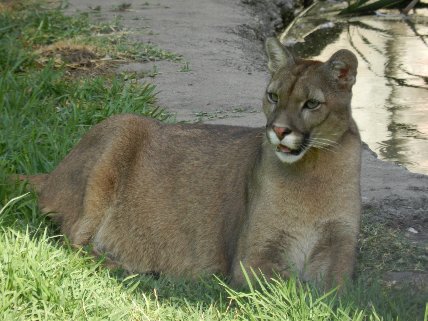 Cougar, Patagonia - Temaiken