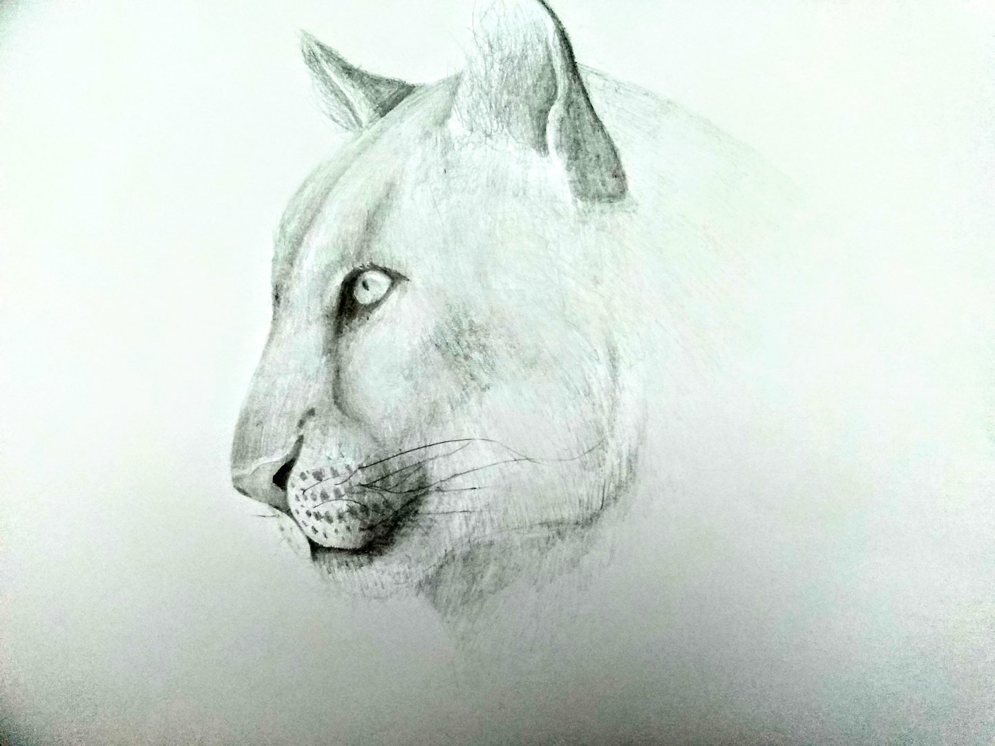 Cougar portrait