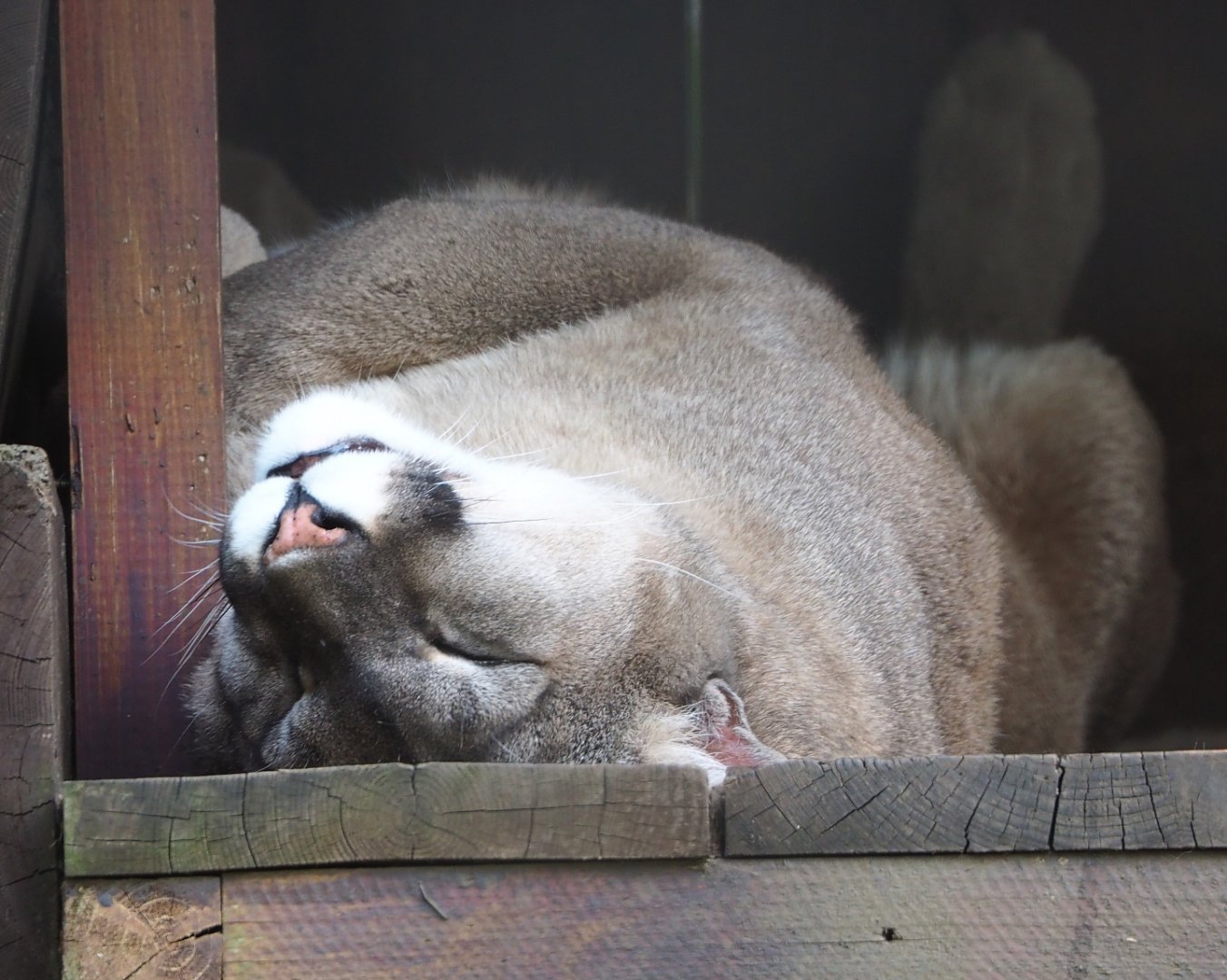 Cougar (Puma concolor), 2021-06-15