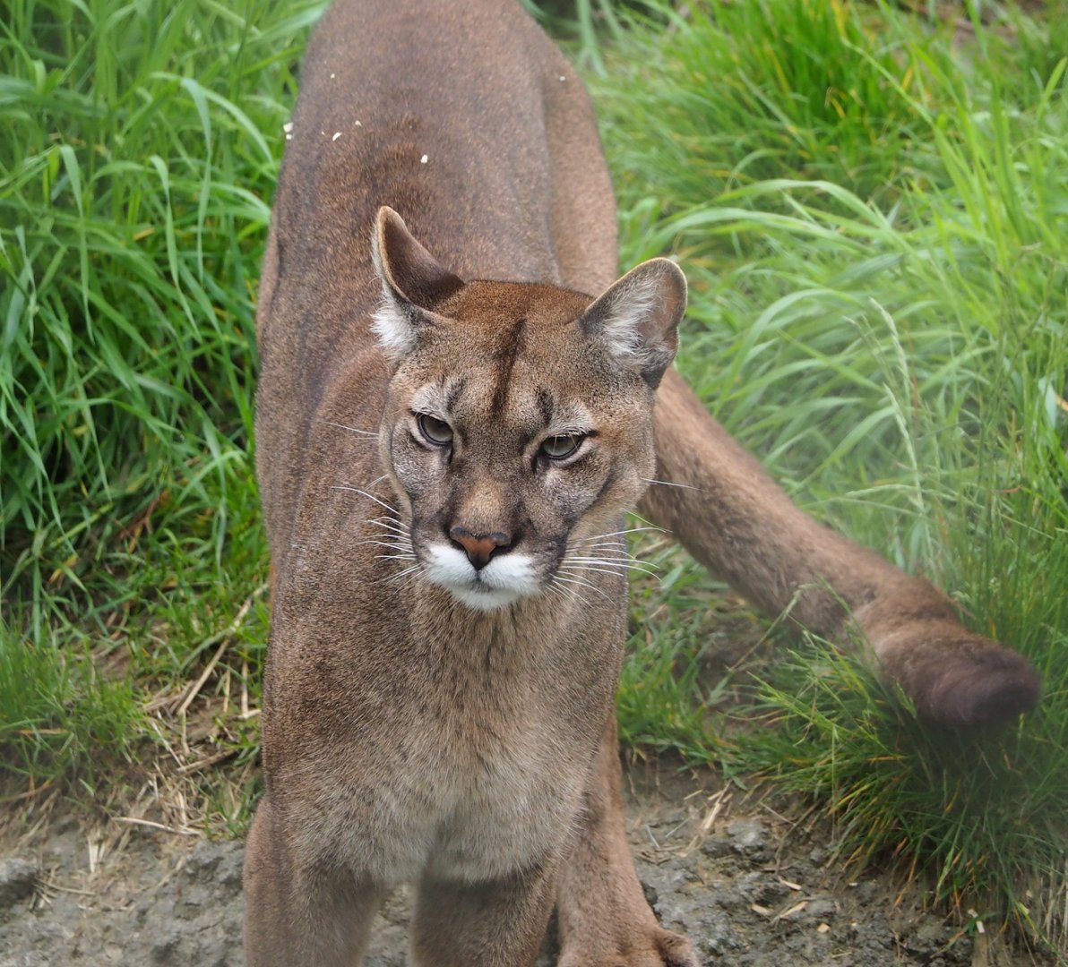 Cougar (Puma concolor), 2023-05-15