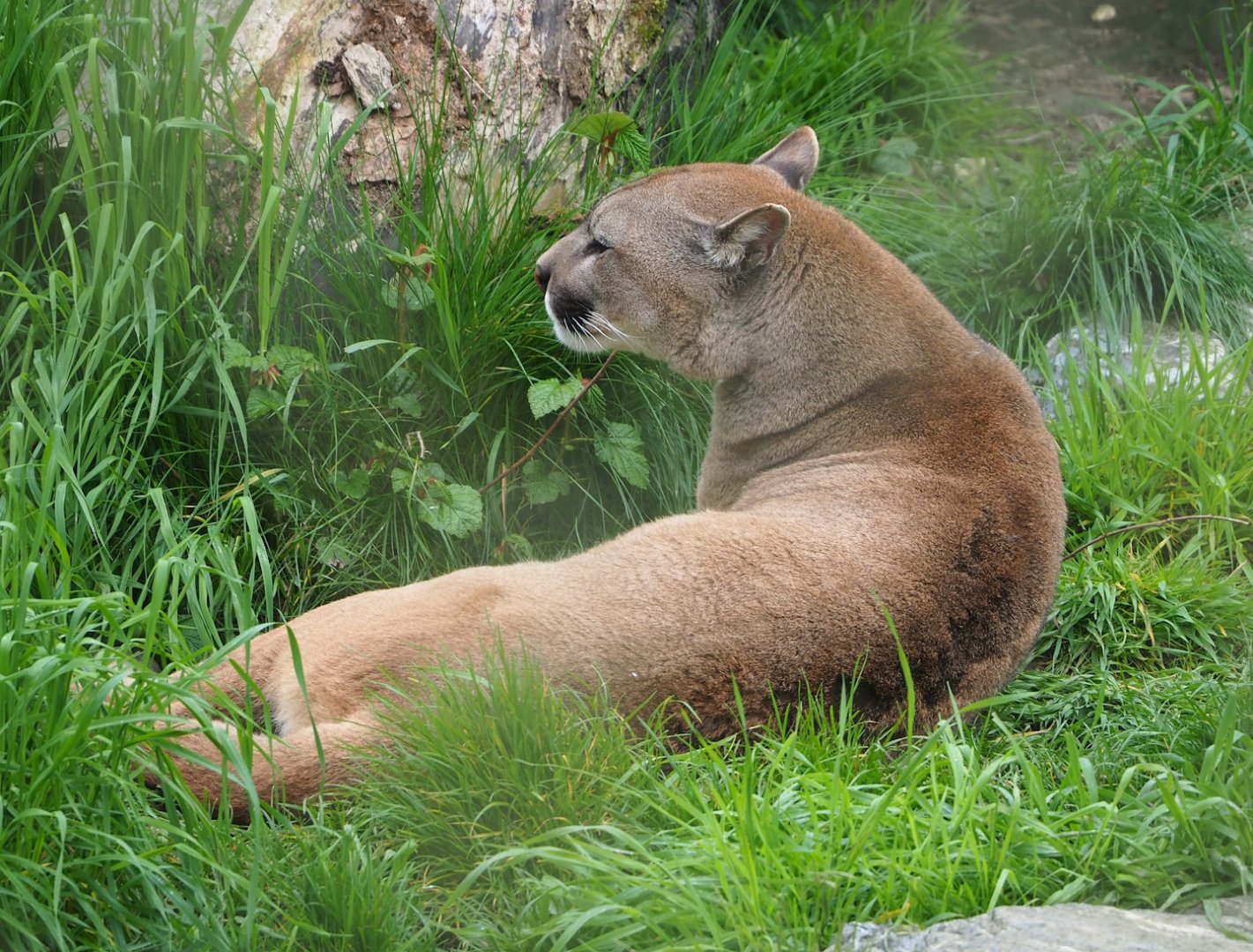 Cougar (Puma concolor), 2023-05-15