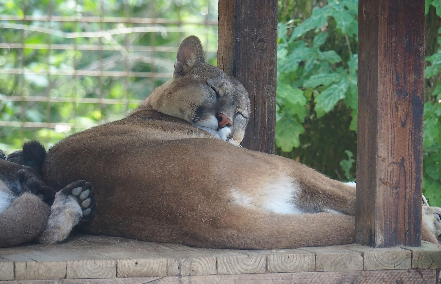 Cougar (Puma concolor), 2023-06-24