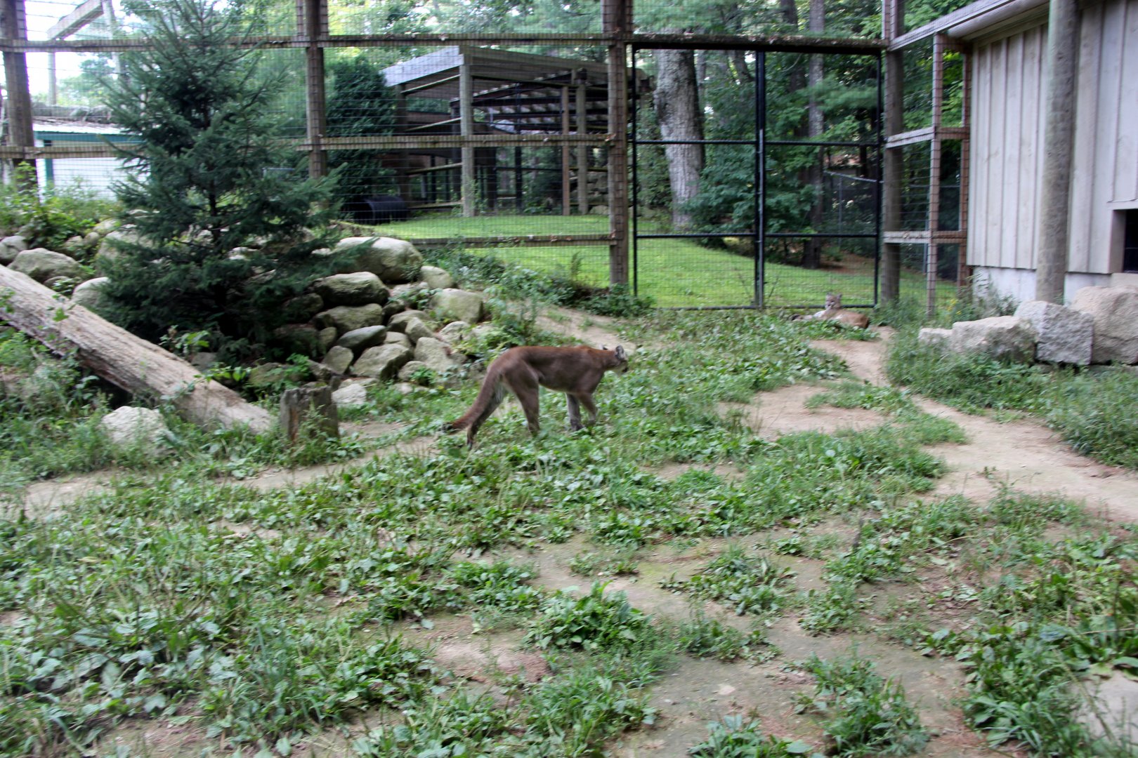 cougar (Puma concolor) exhibit