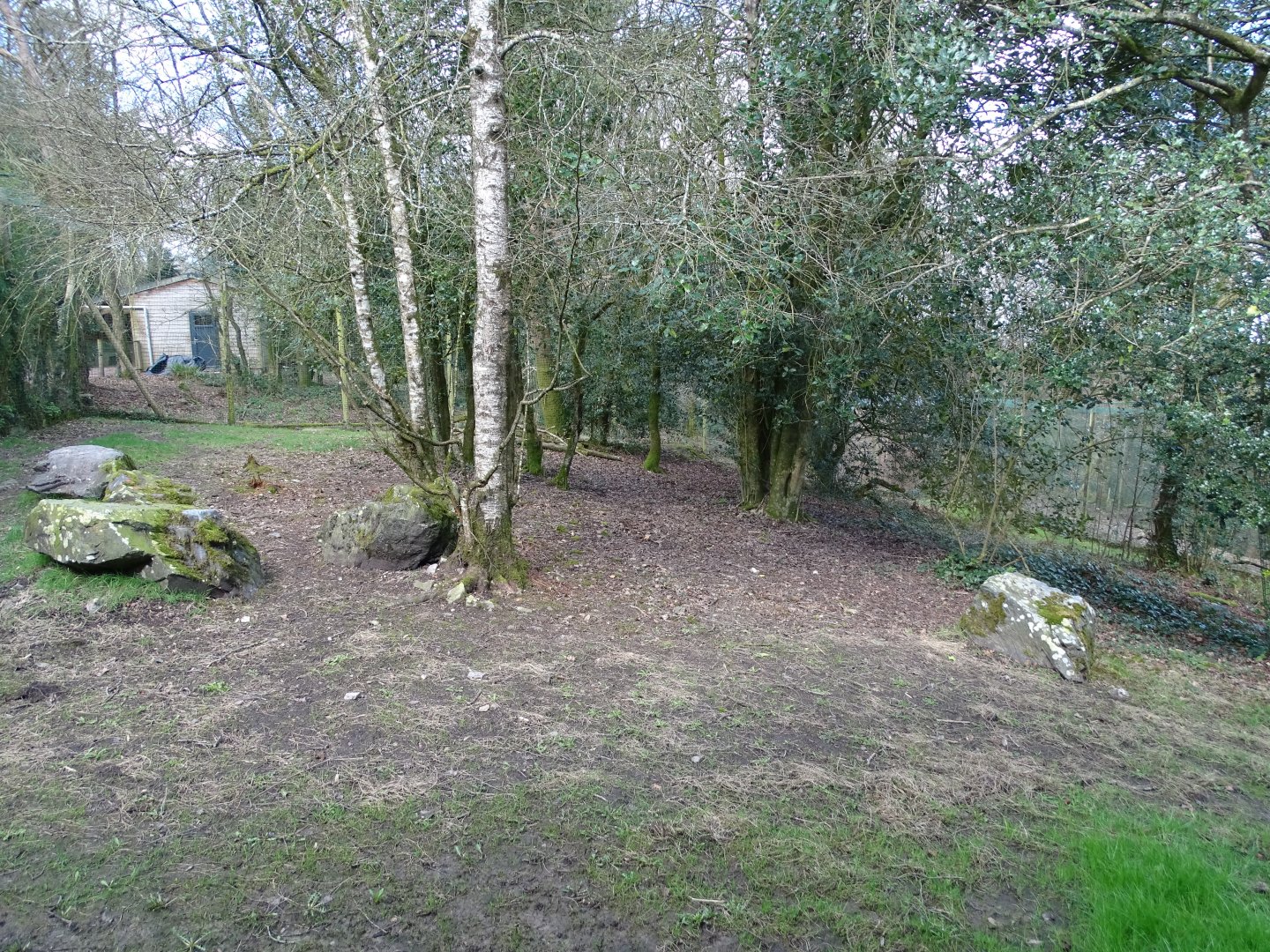 Cougar (Puma concolor) exhibit