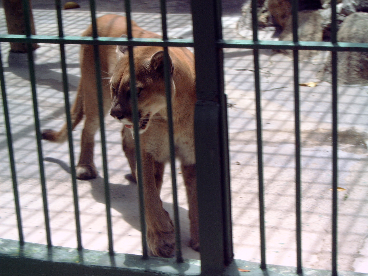 Cougar (Puma concolor)