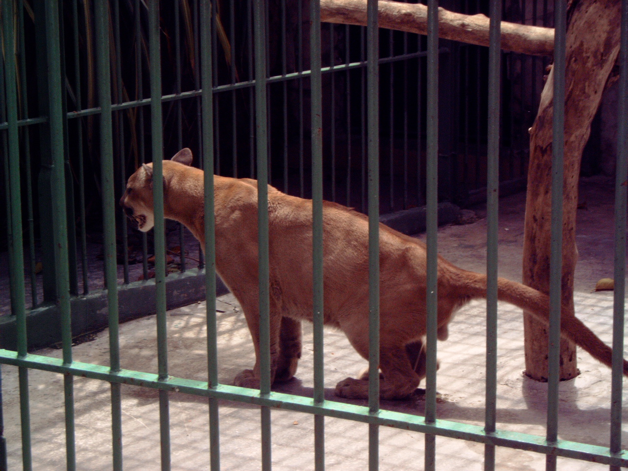 Cougar (Puma concolor)