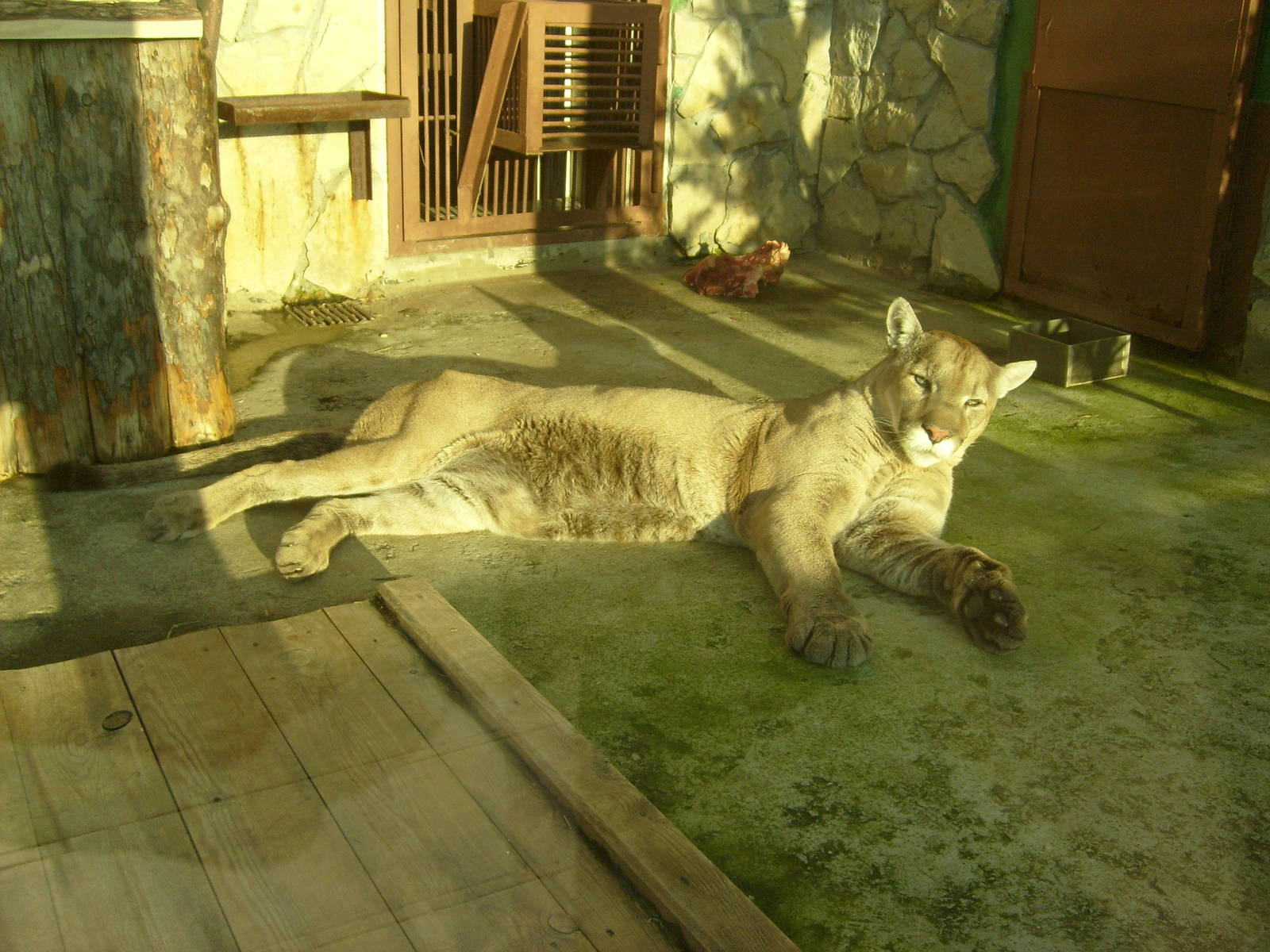 Cougar/Puma concolor