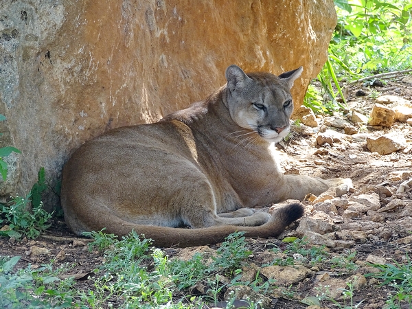 Cougar (Puma concolor)