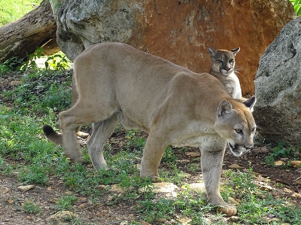 Cougar (Puma concolor)