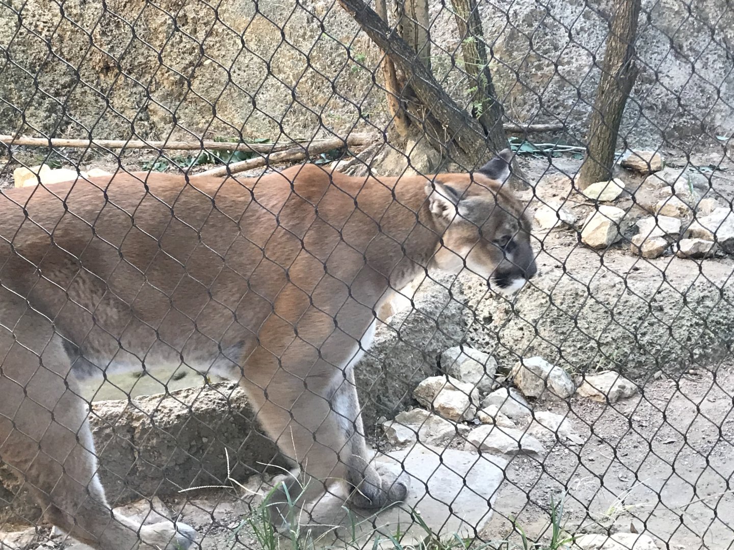 Cougar (Puma concolor)