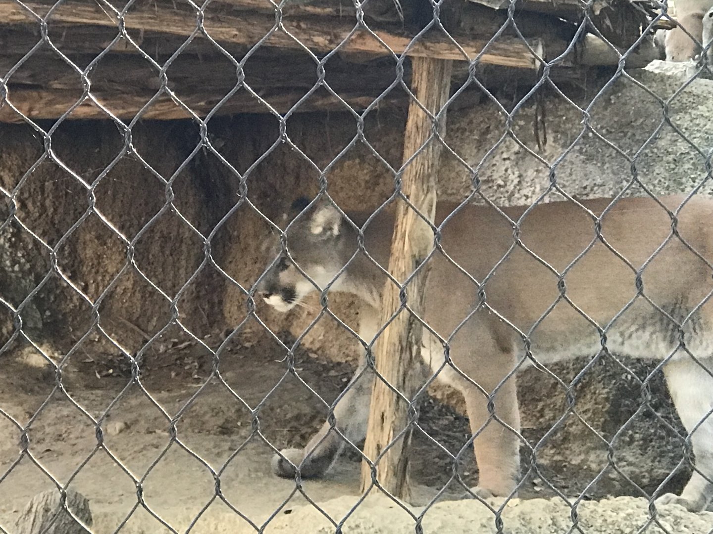 Cougar (Puma concolor)