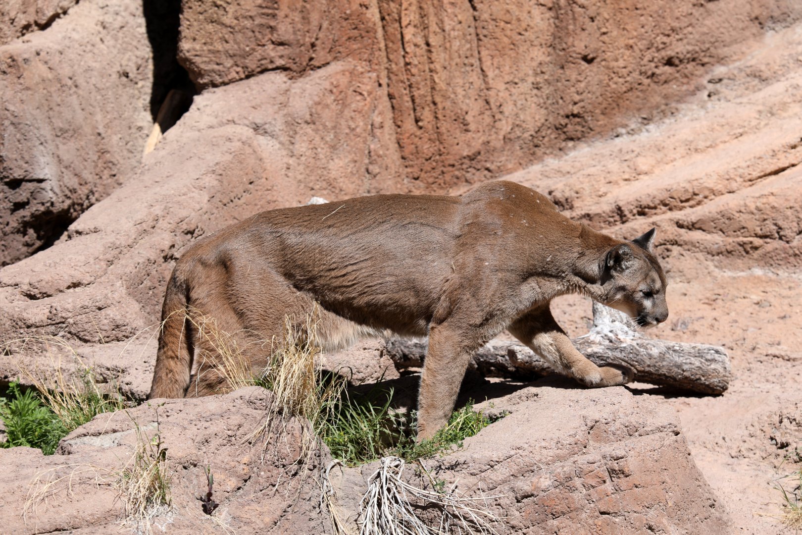 cougar (Puma concolor)