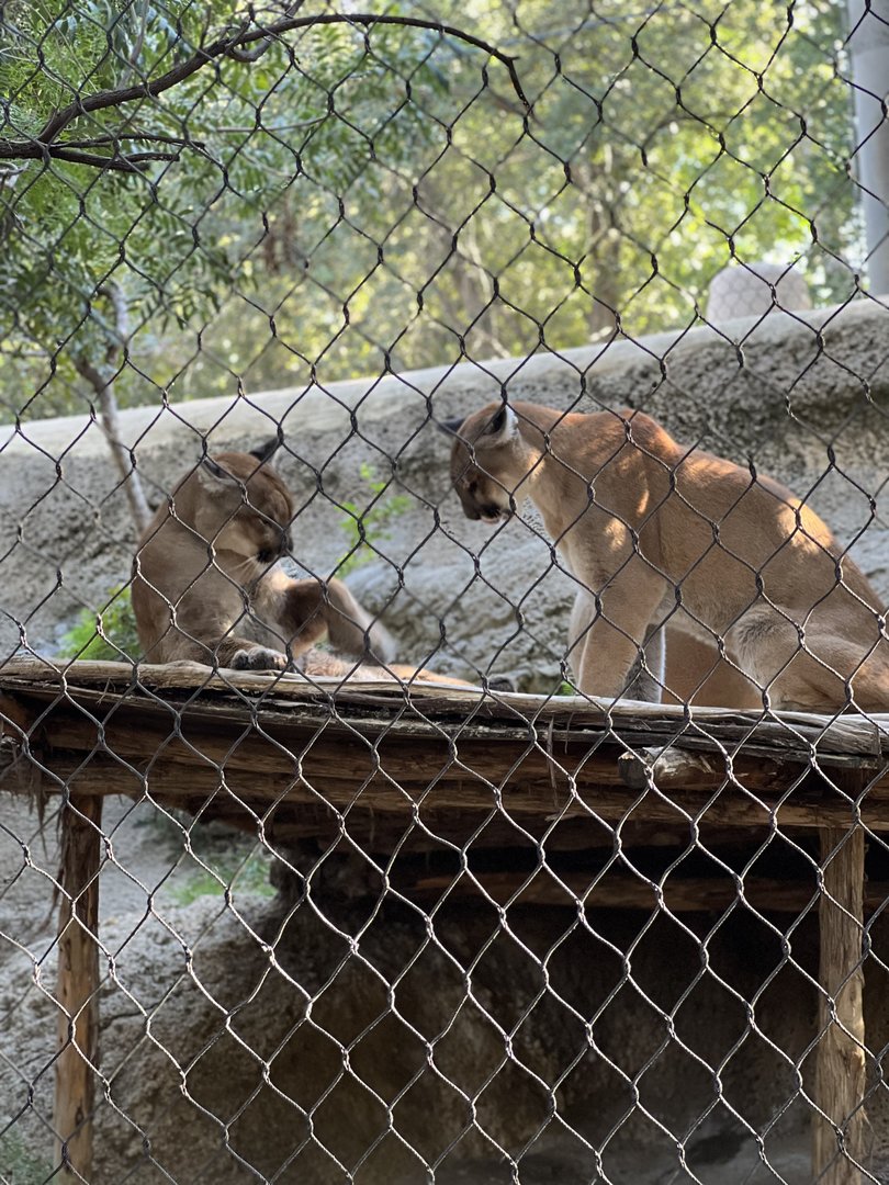 Cougar (puma concolor)