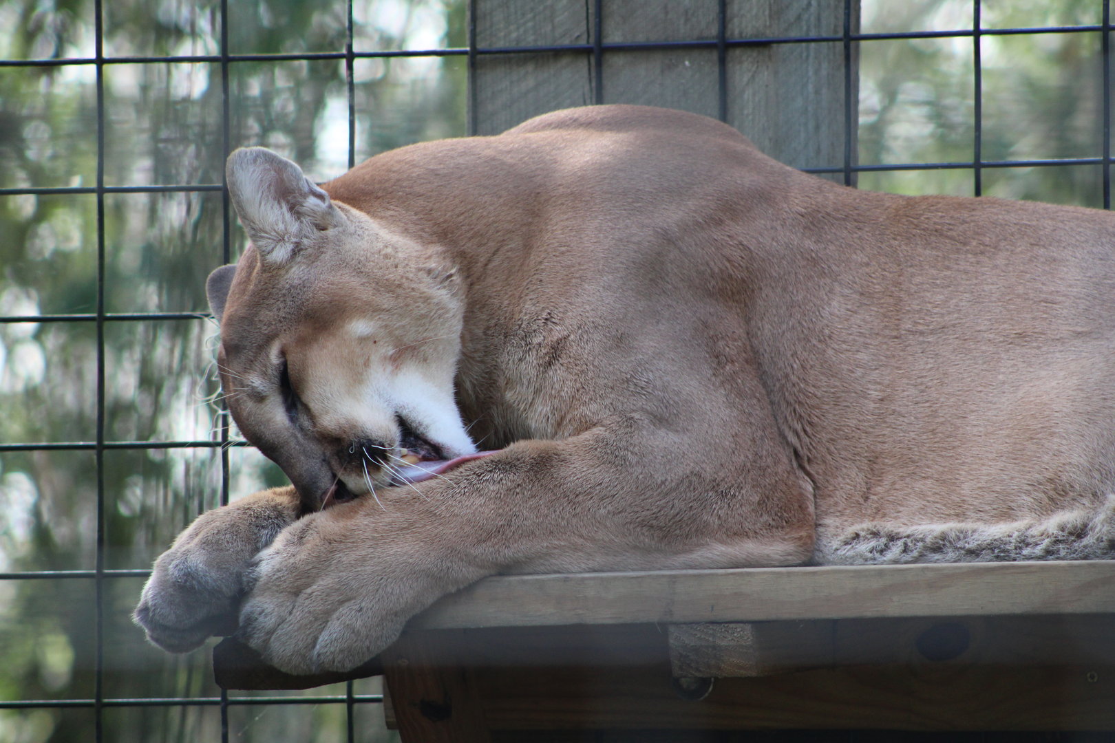 Cougar (Puma concolor)