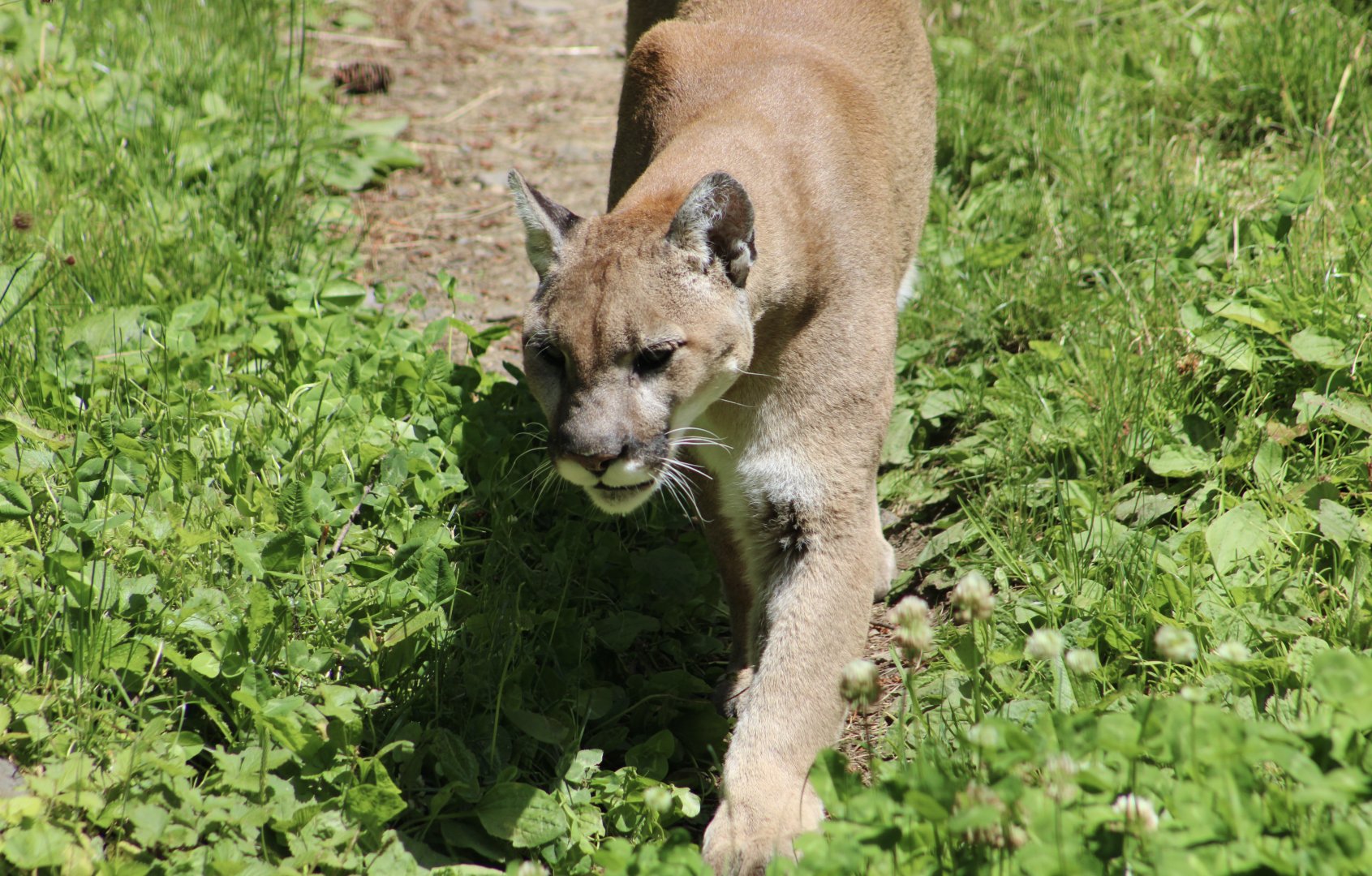 Cougar (Puma concolor)