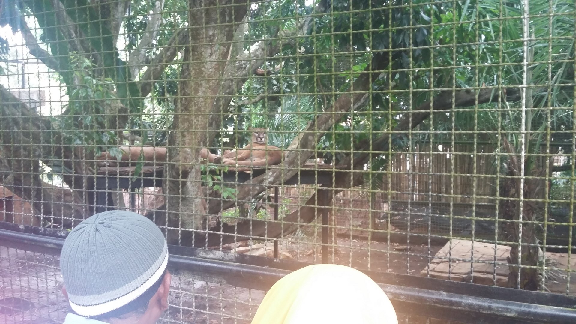 Cougar (Puma concolor)