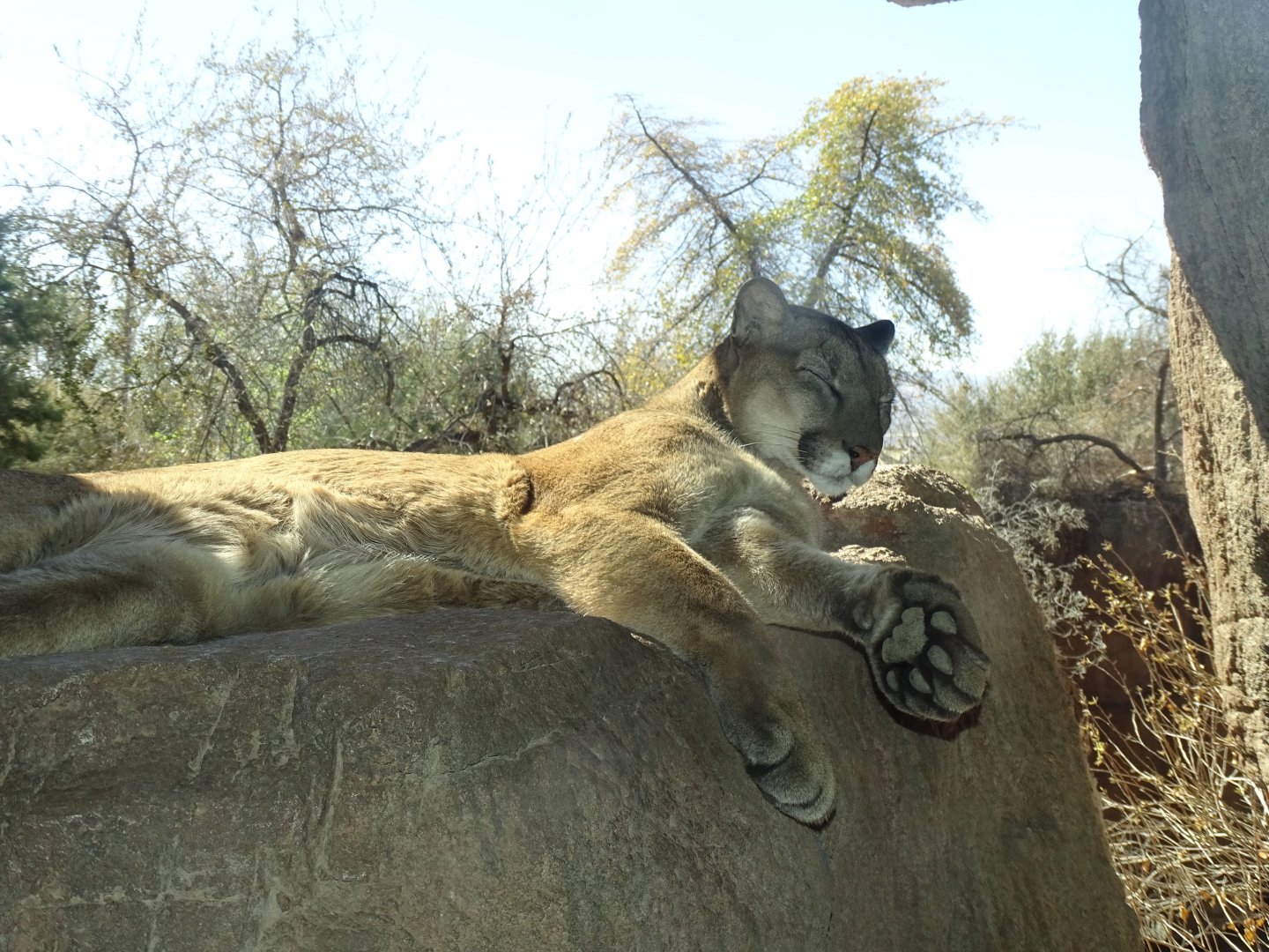 Cougar (Puma concolor)