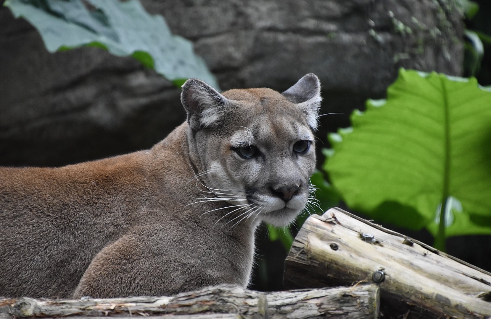 Cougar (Puma concolor)