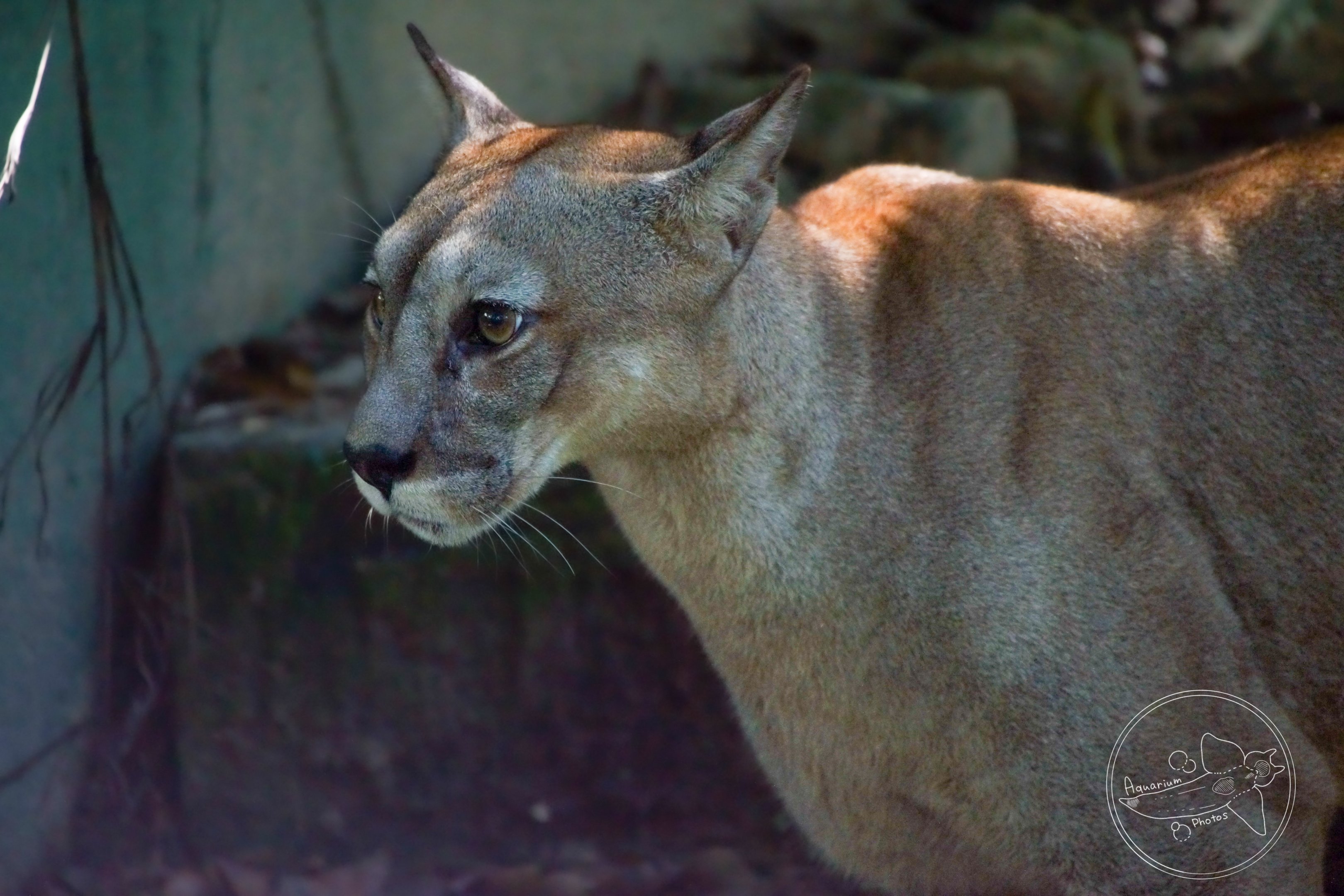 Cougar (Puma concolor)