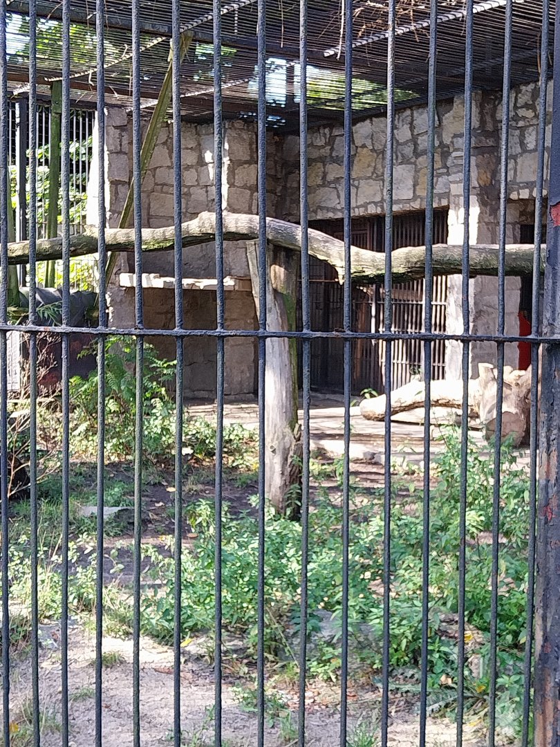 Cougar (Puma concolor)