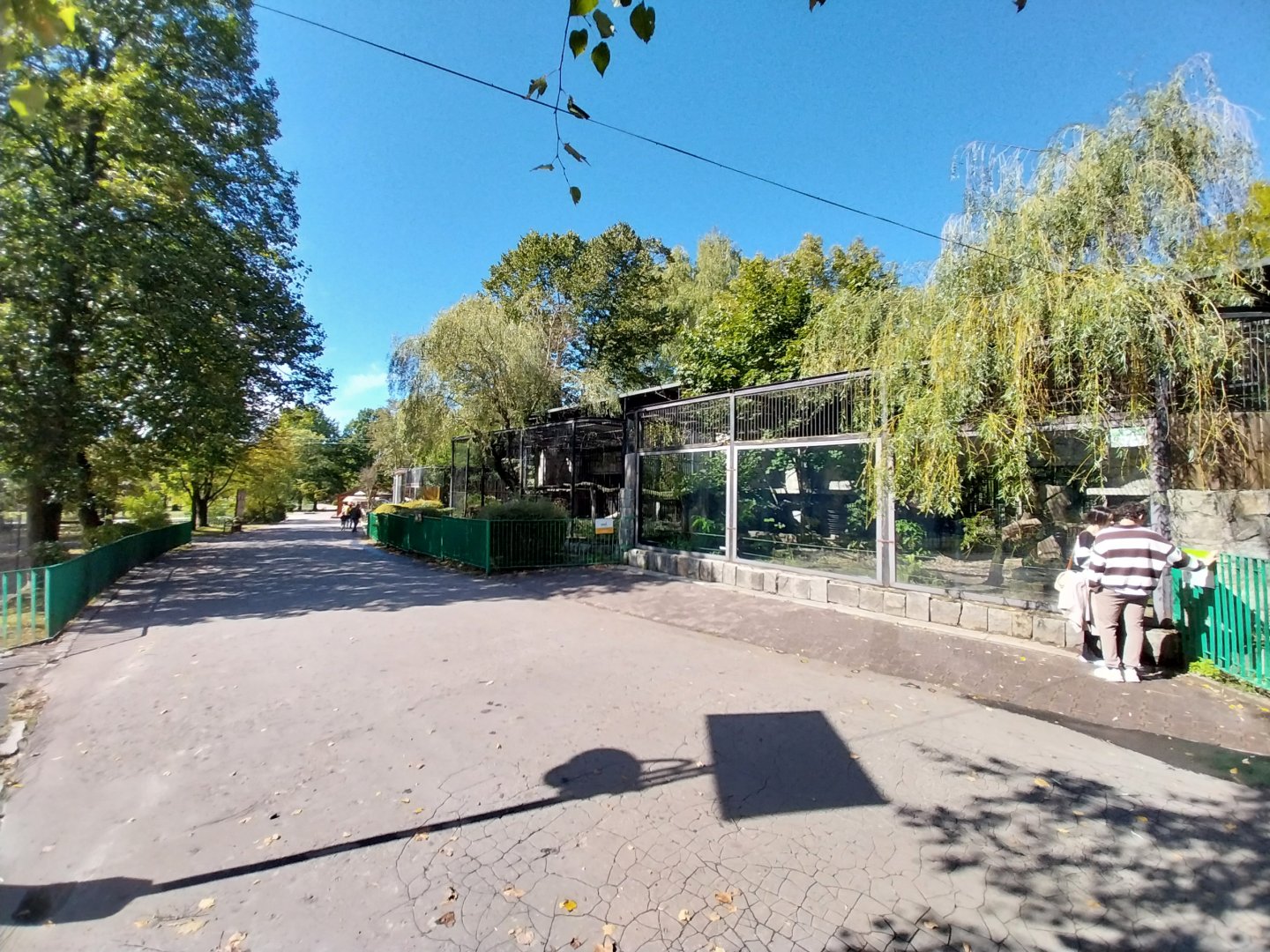 Cougar (Puma concolor)