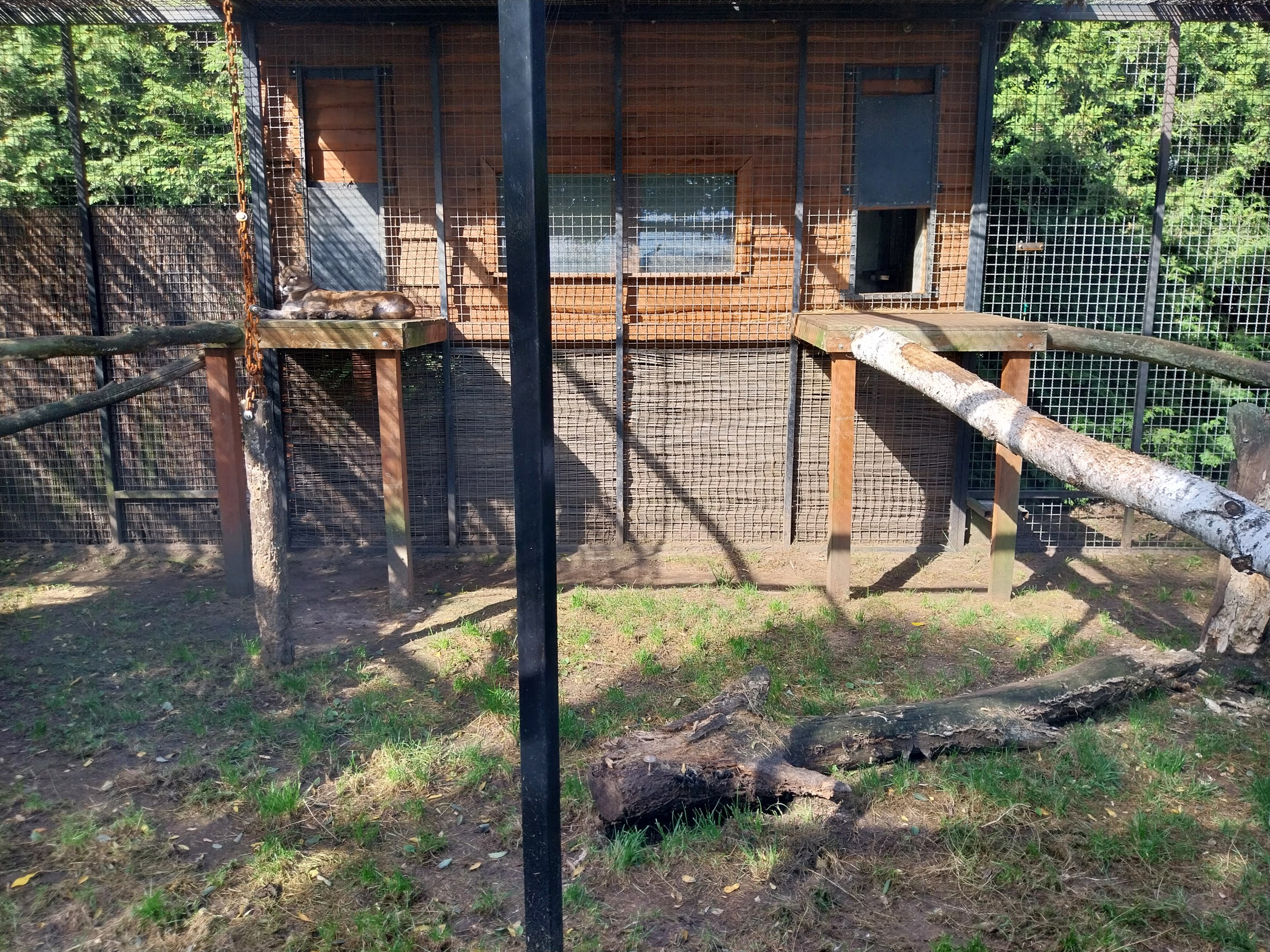 Cougar (Puma concolor)
