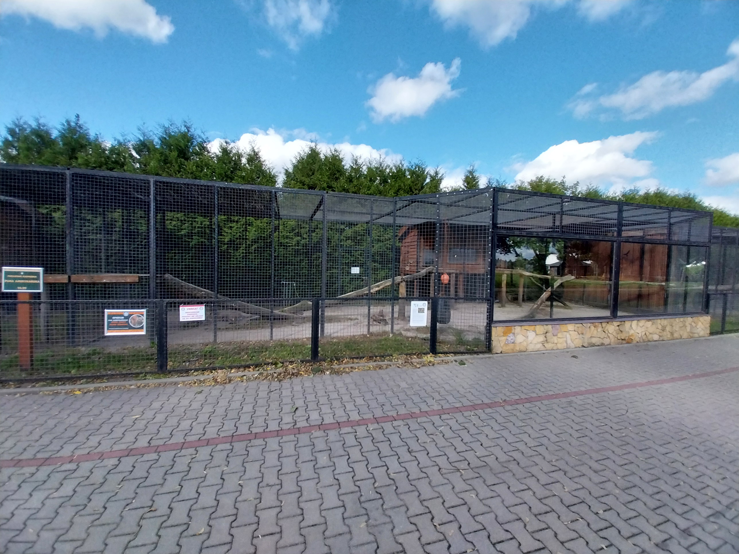 Cougar (Puma concolor)