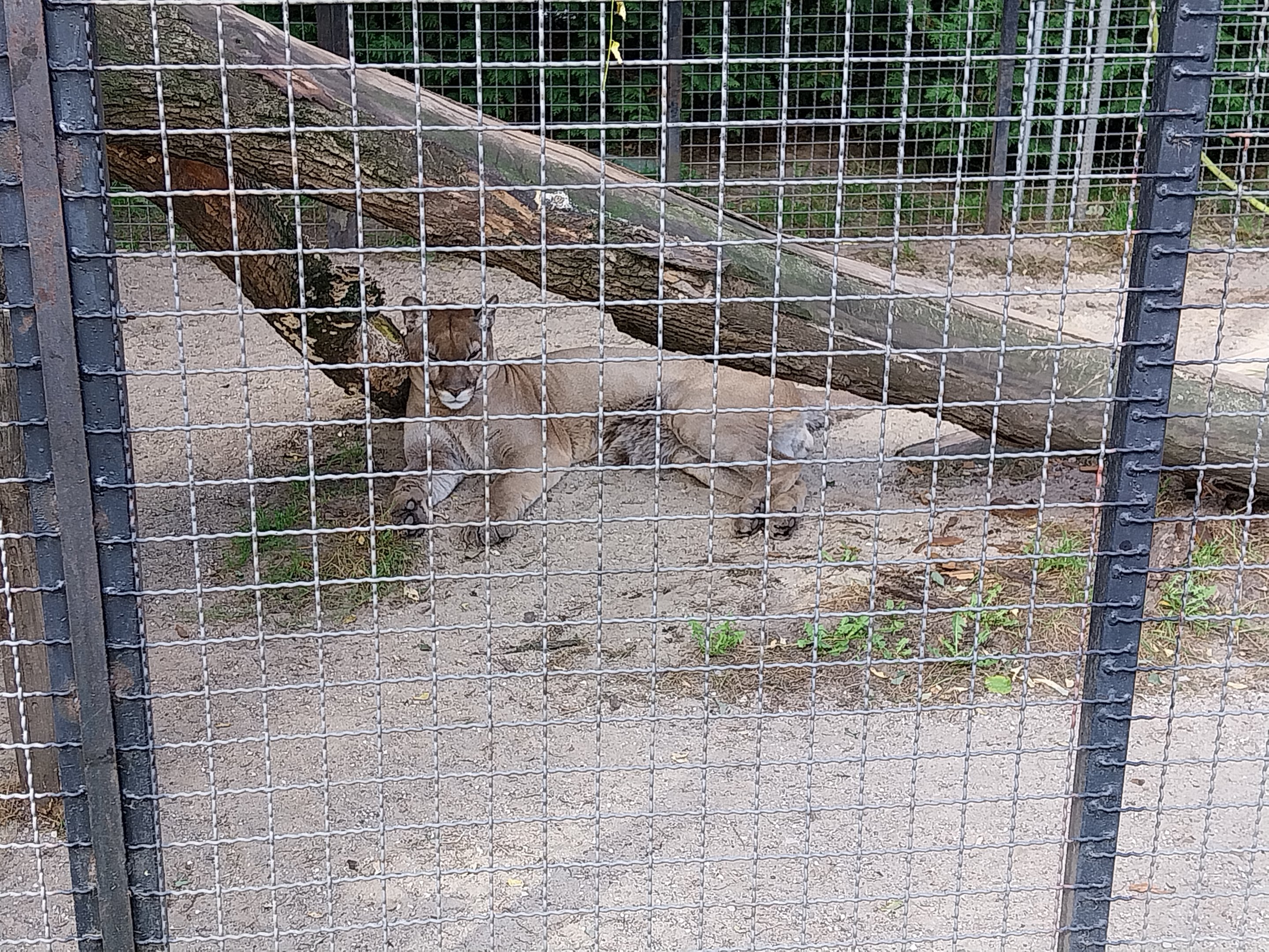 Cougar (Puma concolor)