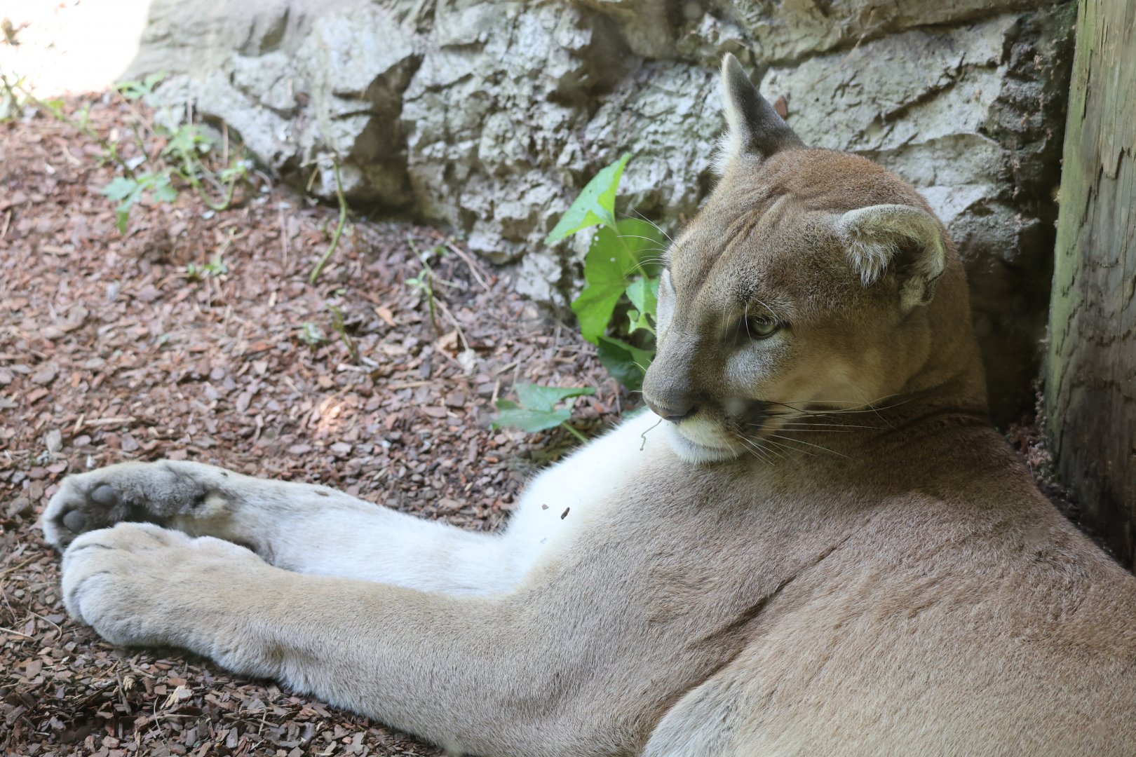 Cougar (Puma concolor)
