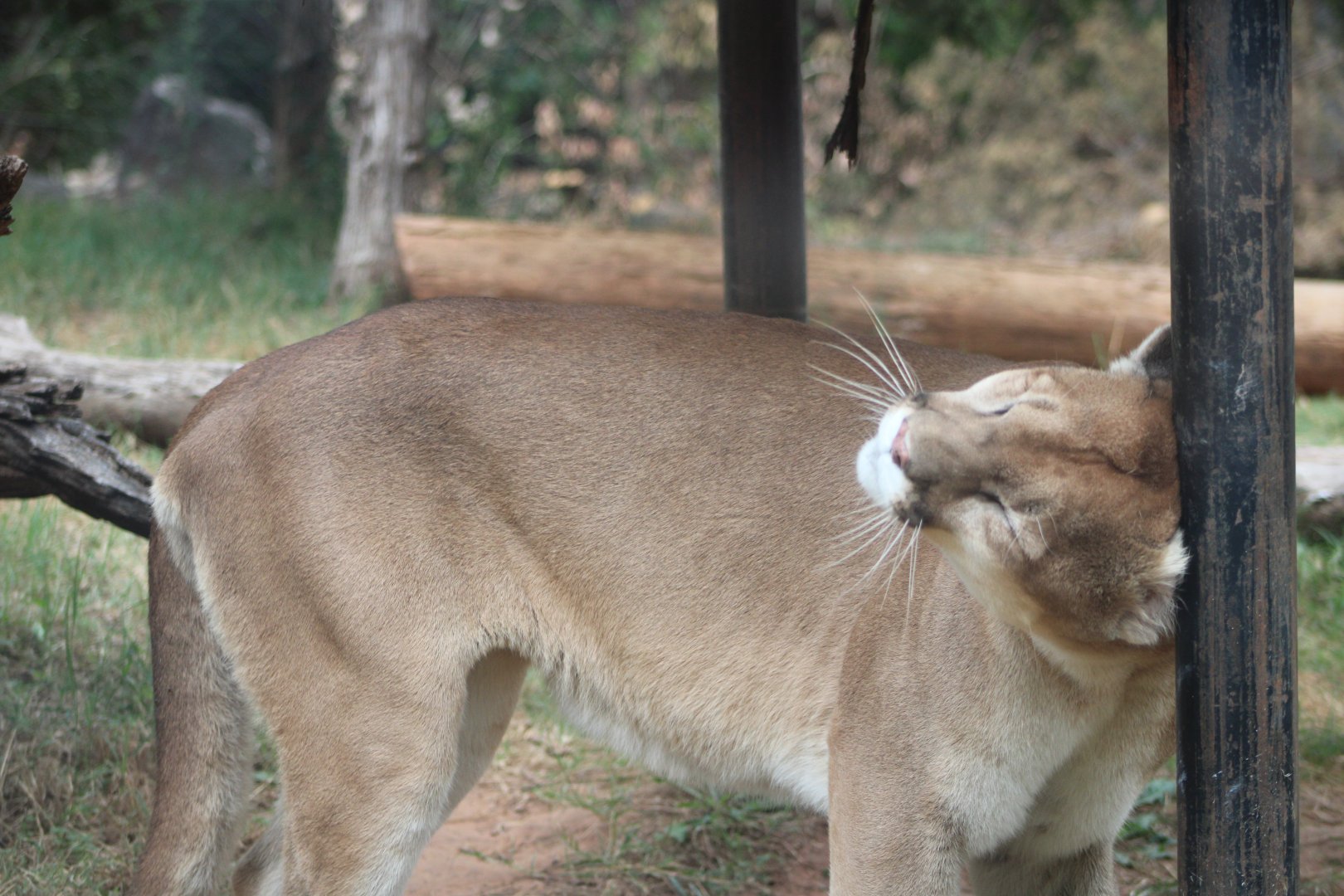 Cougar (Puma concolor)