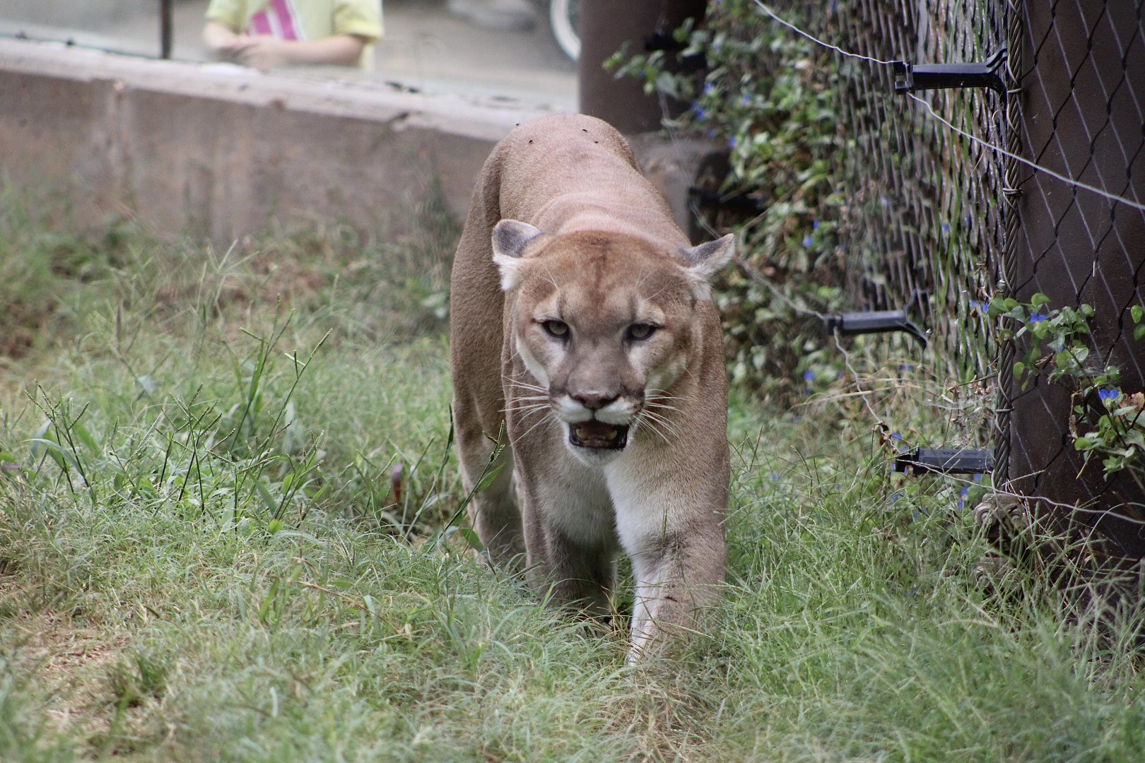 Cougar (Puma concolor)