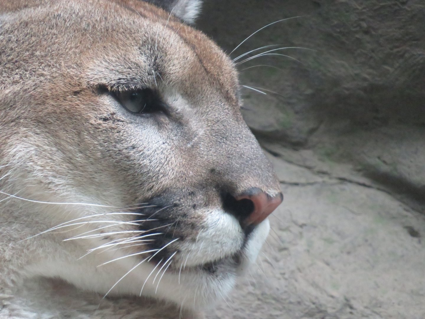 Cougar/Puma/Mountain lion/Panther/Nittany lion/