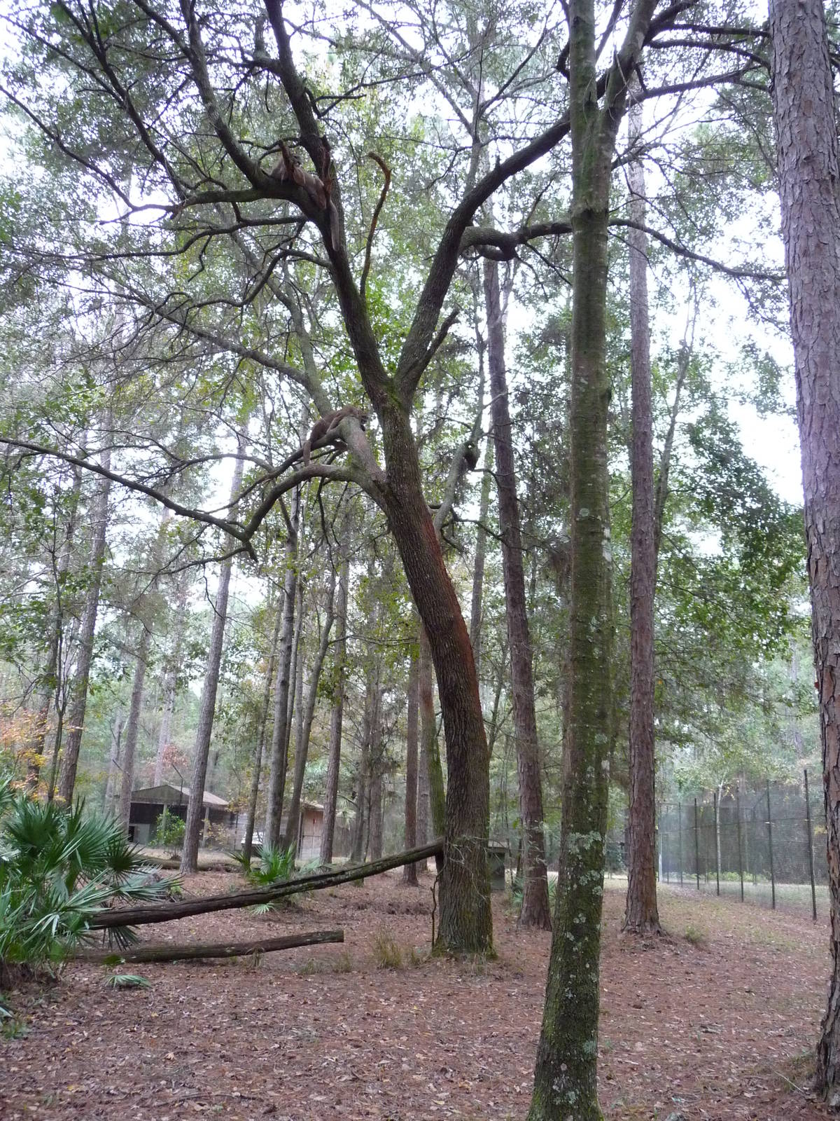 Cougar/Puma/Panther/Mountain Lion Exhibit