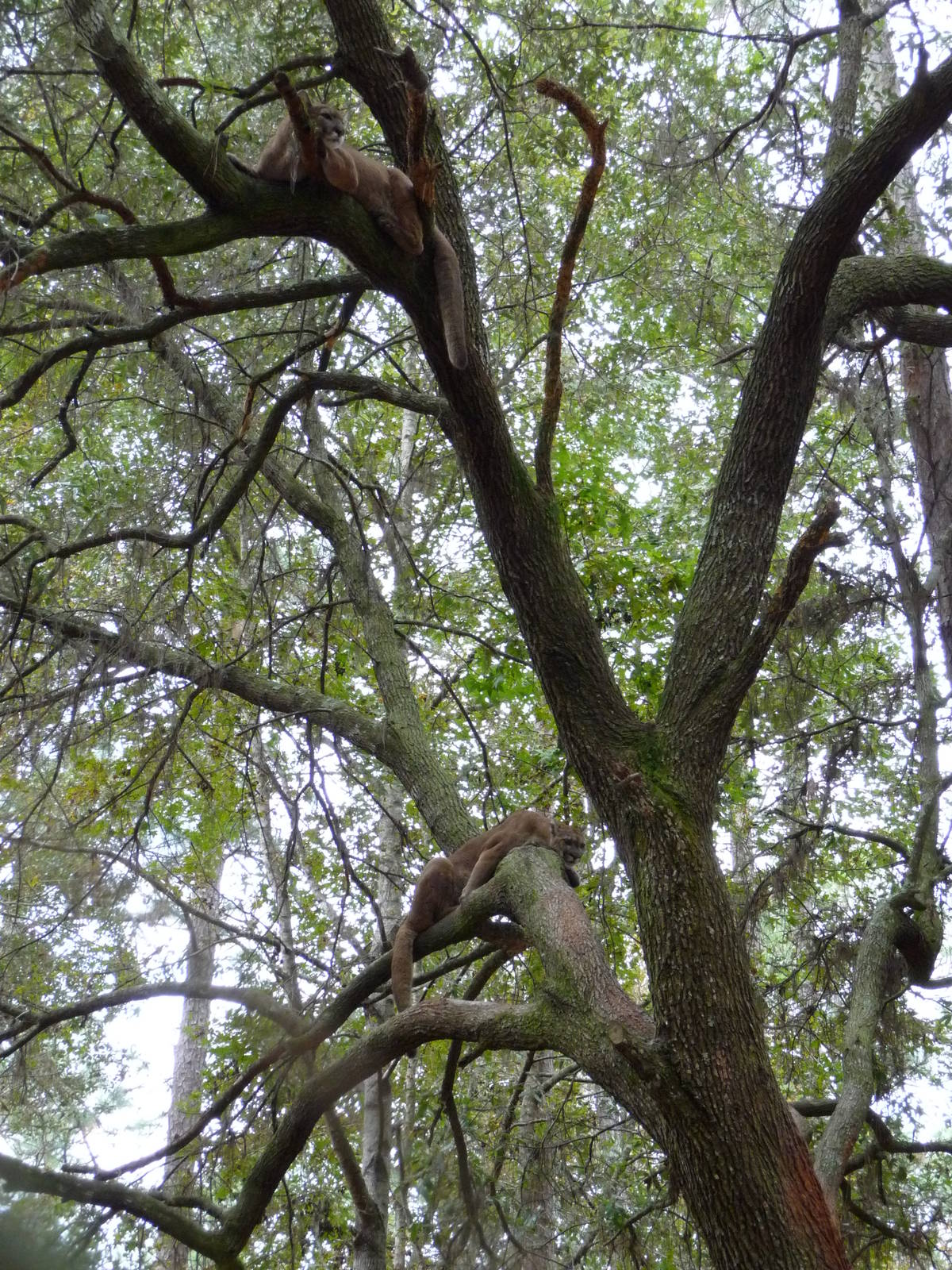 Cougar/Puma/Panther/Mountain Lion Exhibit