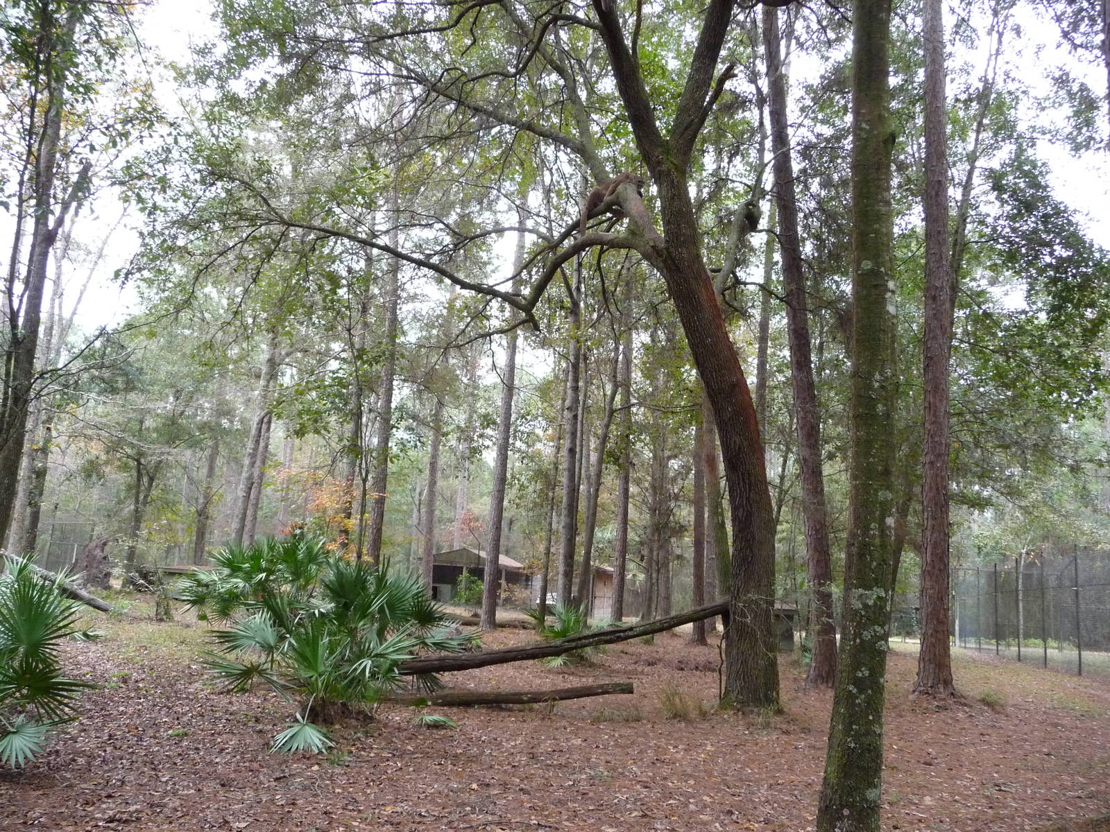 Cougar/Puma/Panther/Mountain Lion Exhibit